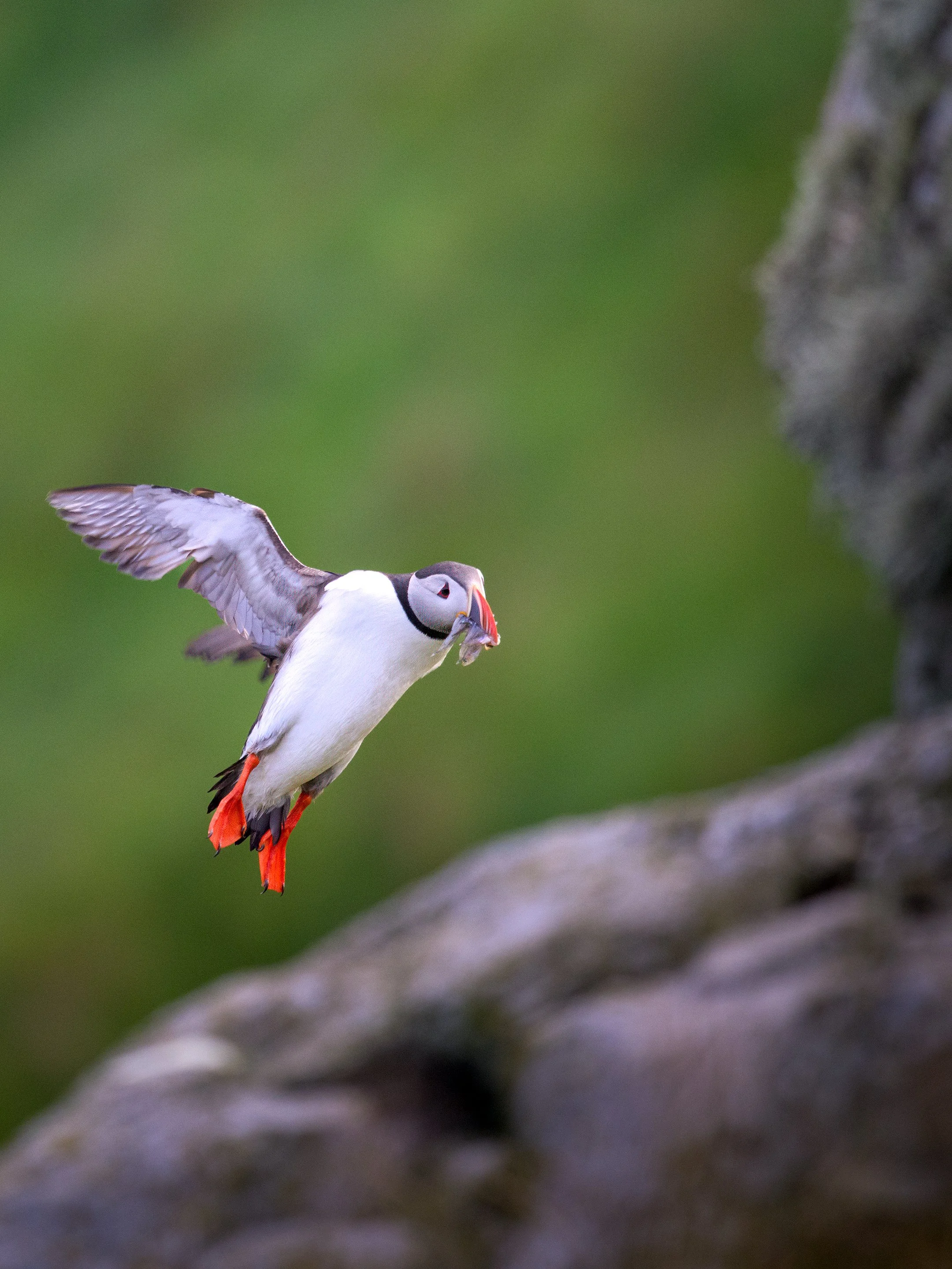 Puffin Fish.jpg