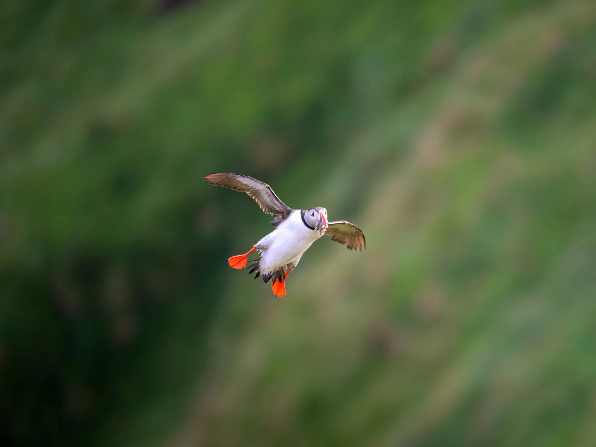 Flying Puffin.jpg