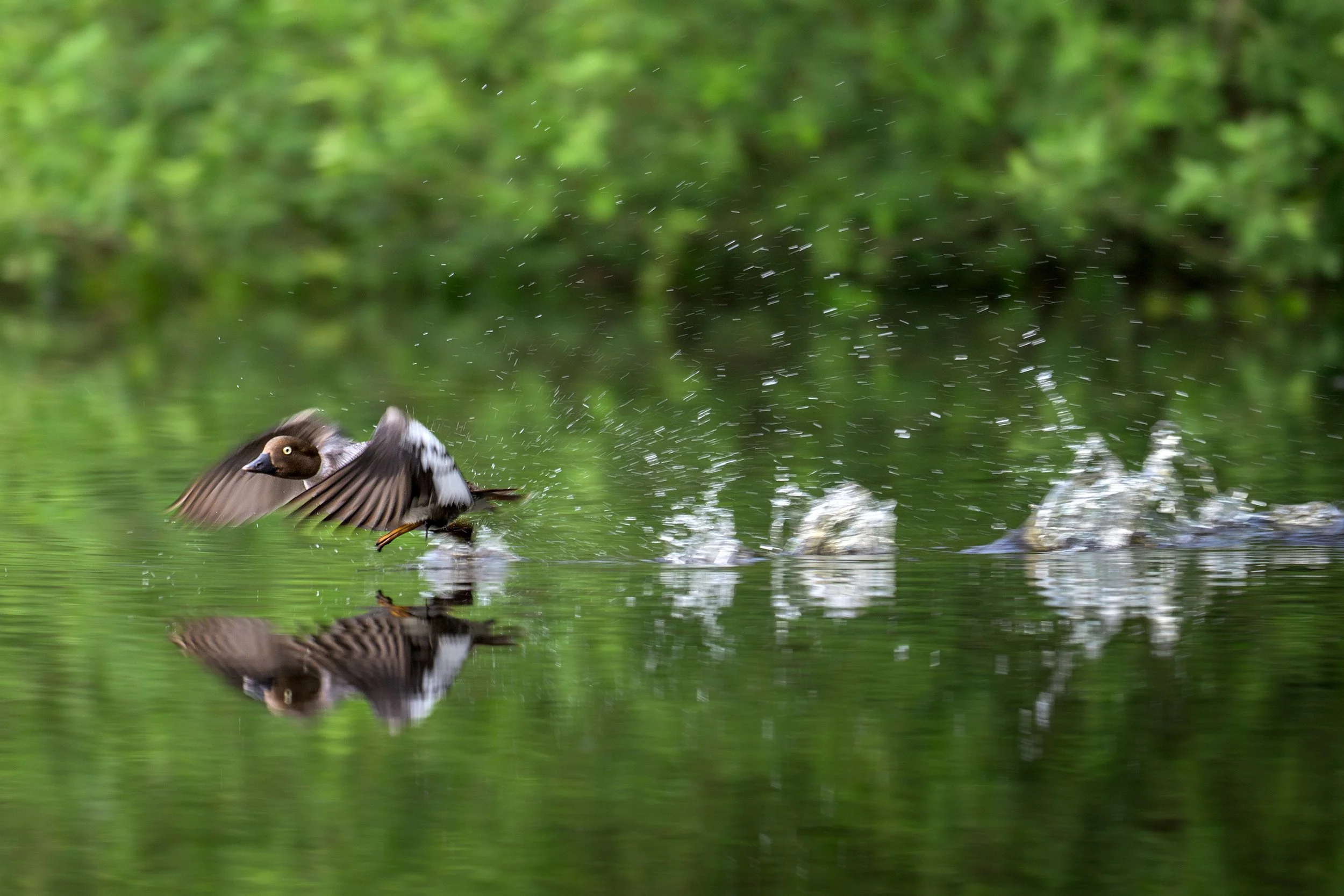 Duck Run.jpg