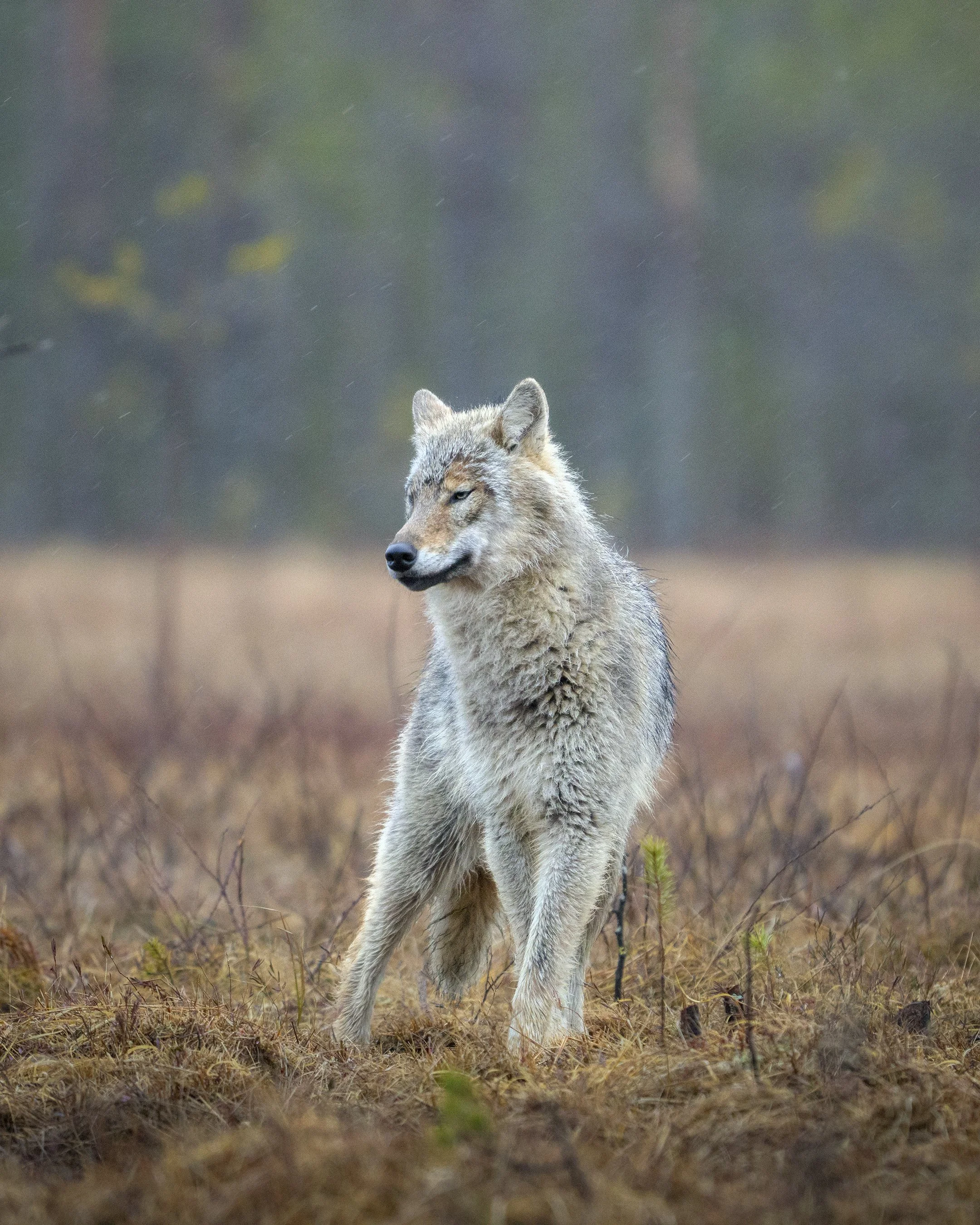 Modelling Wolf.jpg