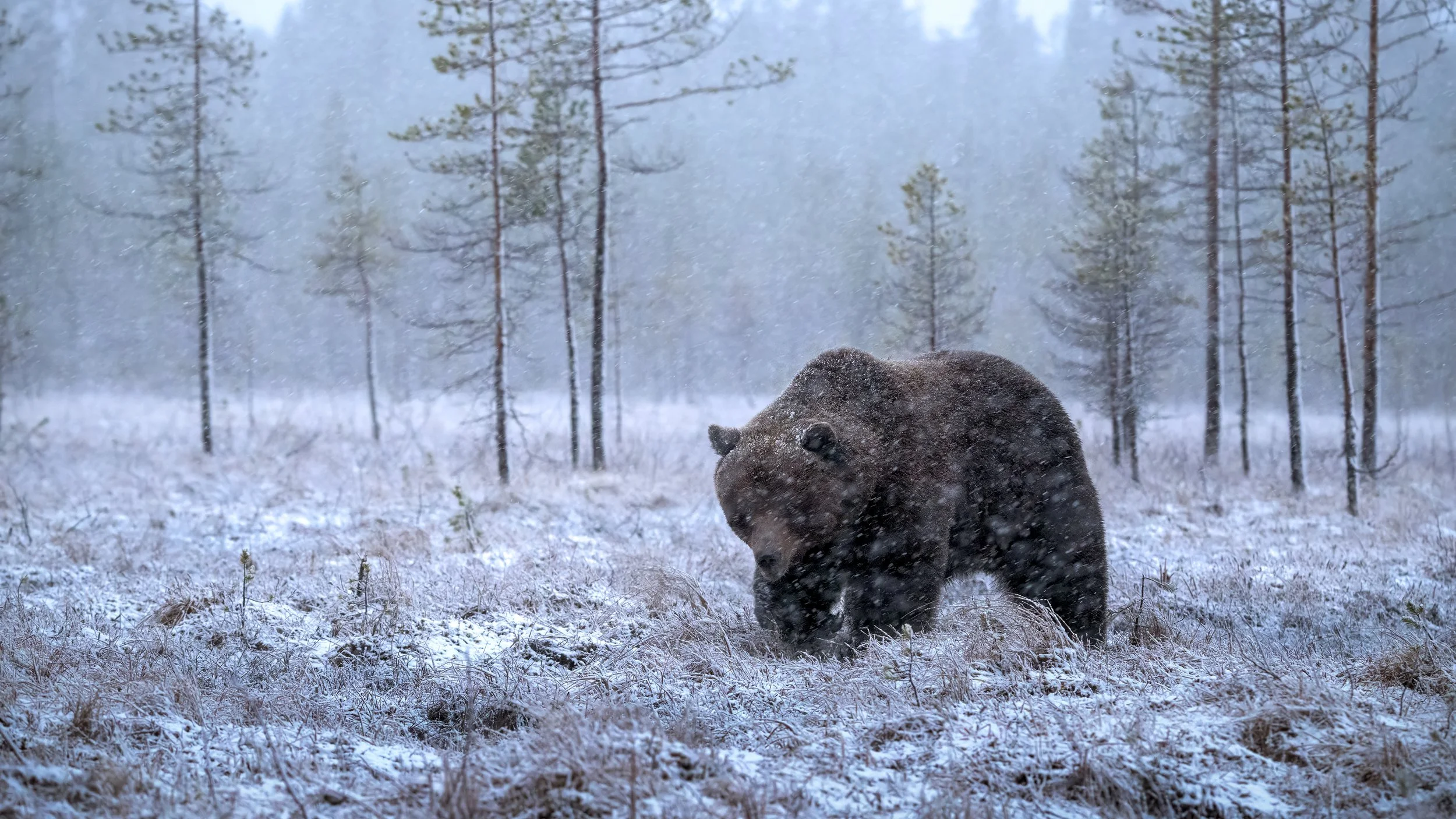 Wild Taiga - Finland