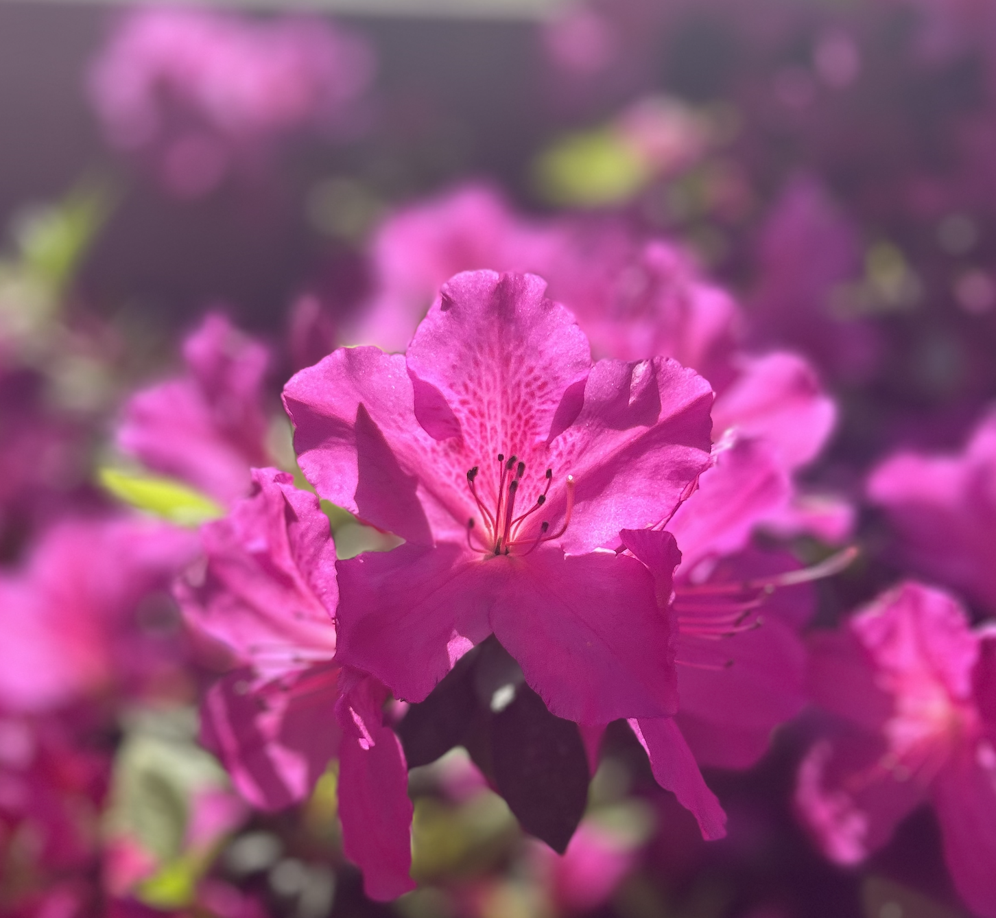 Screenshot 2026-02-10 at 5.15.35 PM.png