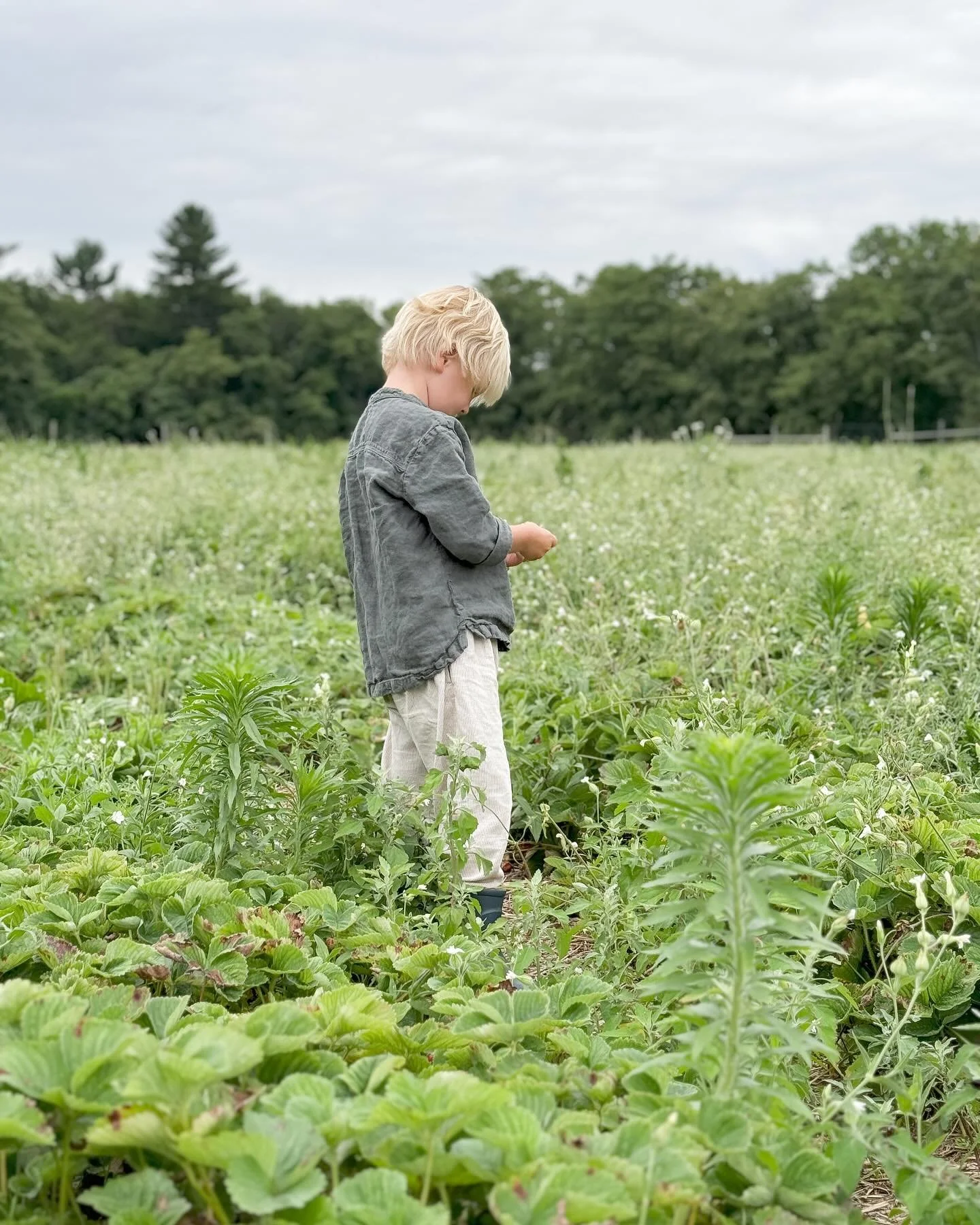 🍓🍓🍓 season #homeschoolct #homeschoolfairfieldcounty #westporthomeschoolers #westportctmoms #westportcthomeschool #ctfamilies #connecticutmoms #fairfieldcountyct #greenwichctmoms #darienctmoms #rowaytonmoms #cthomeschoolers