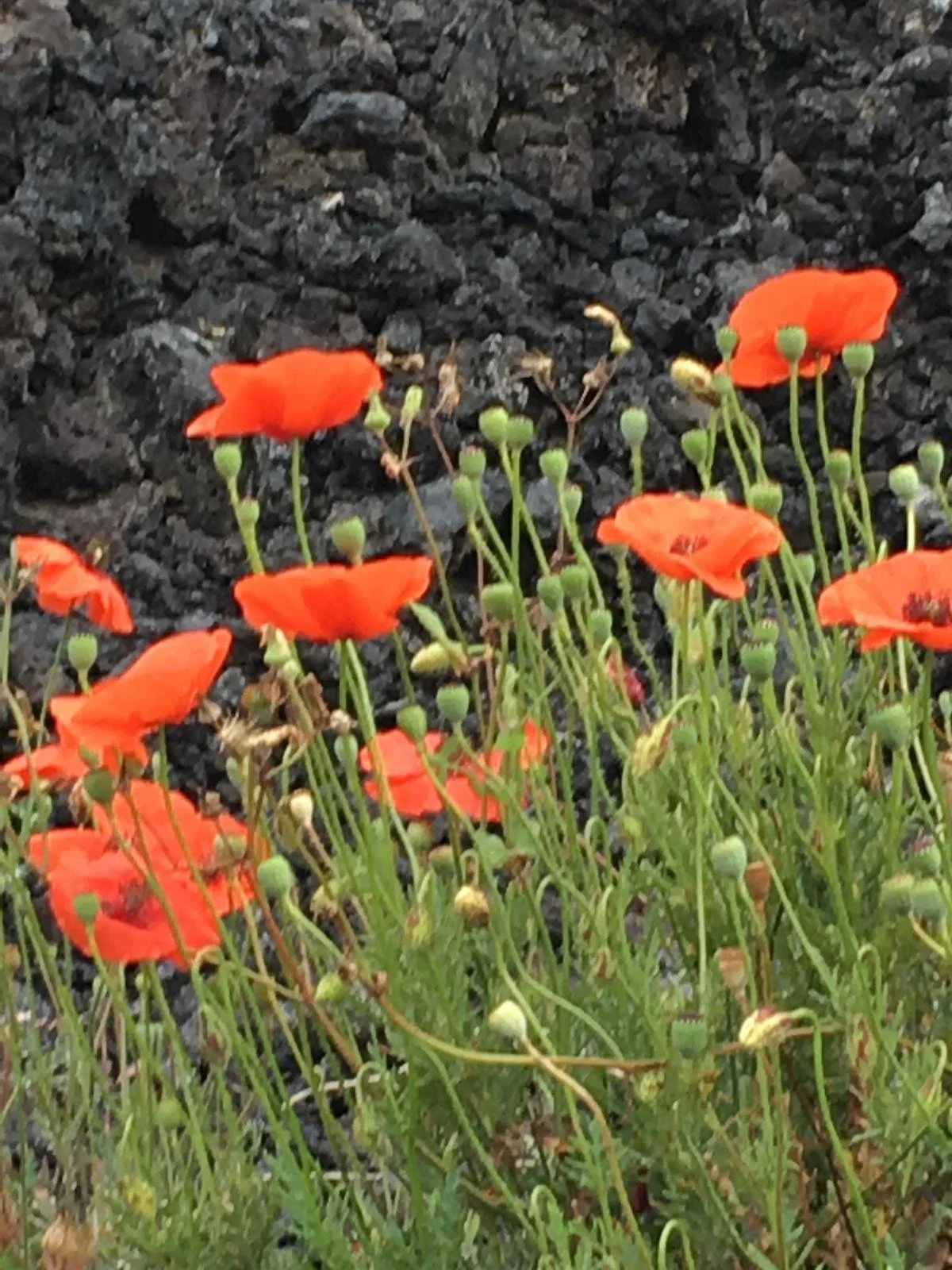 PHOTO papaveri.jpg