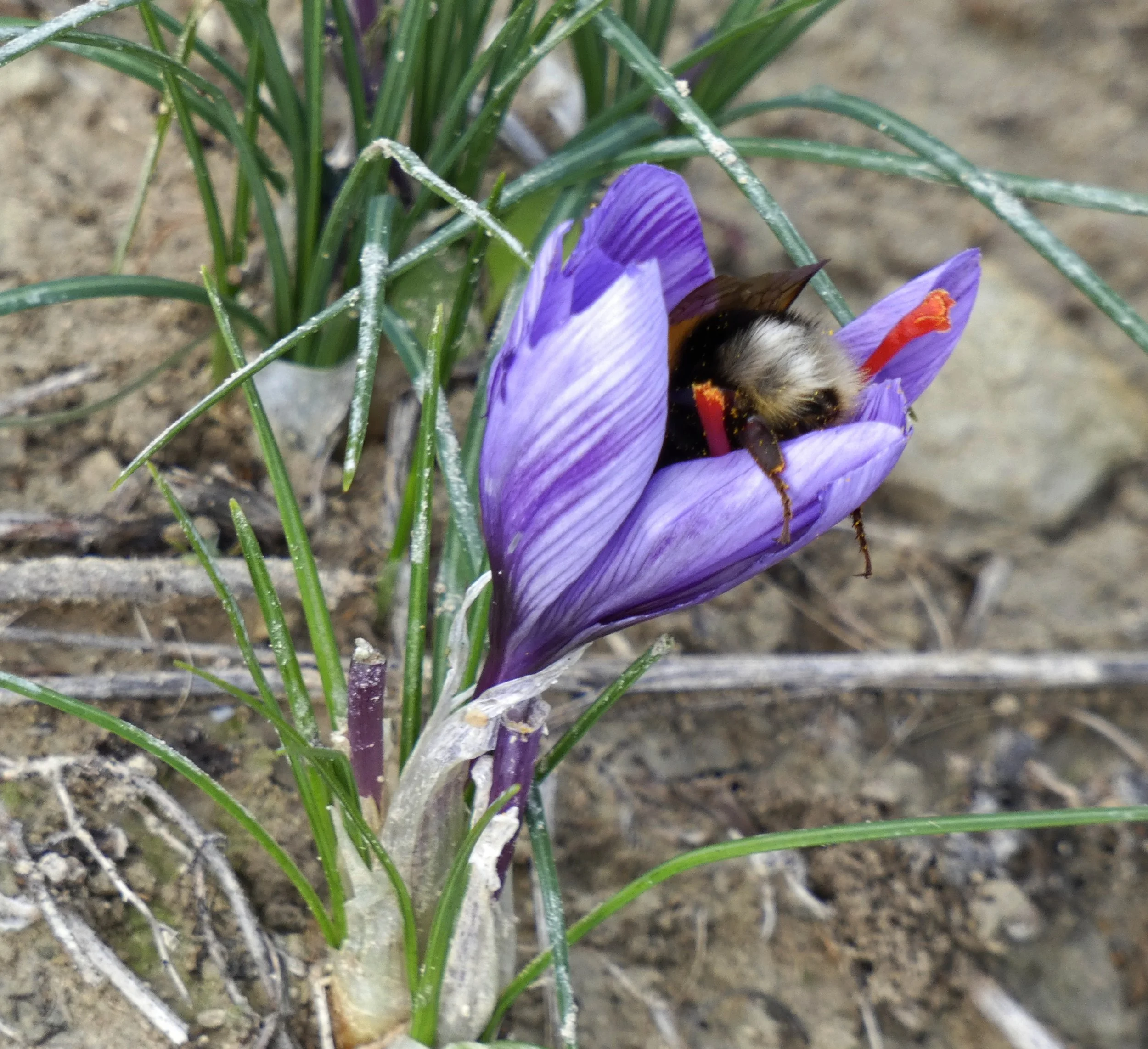 Ape_nel fiore di zafferano_Braccano.JPG