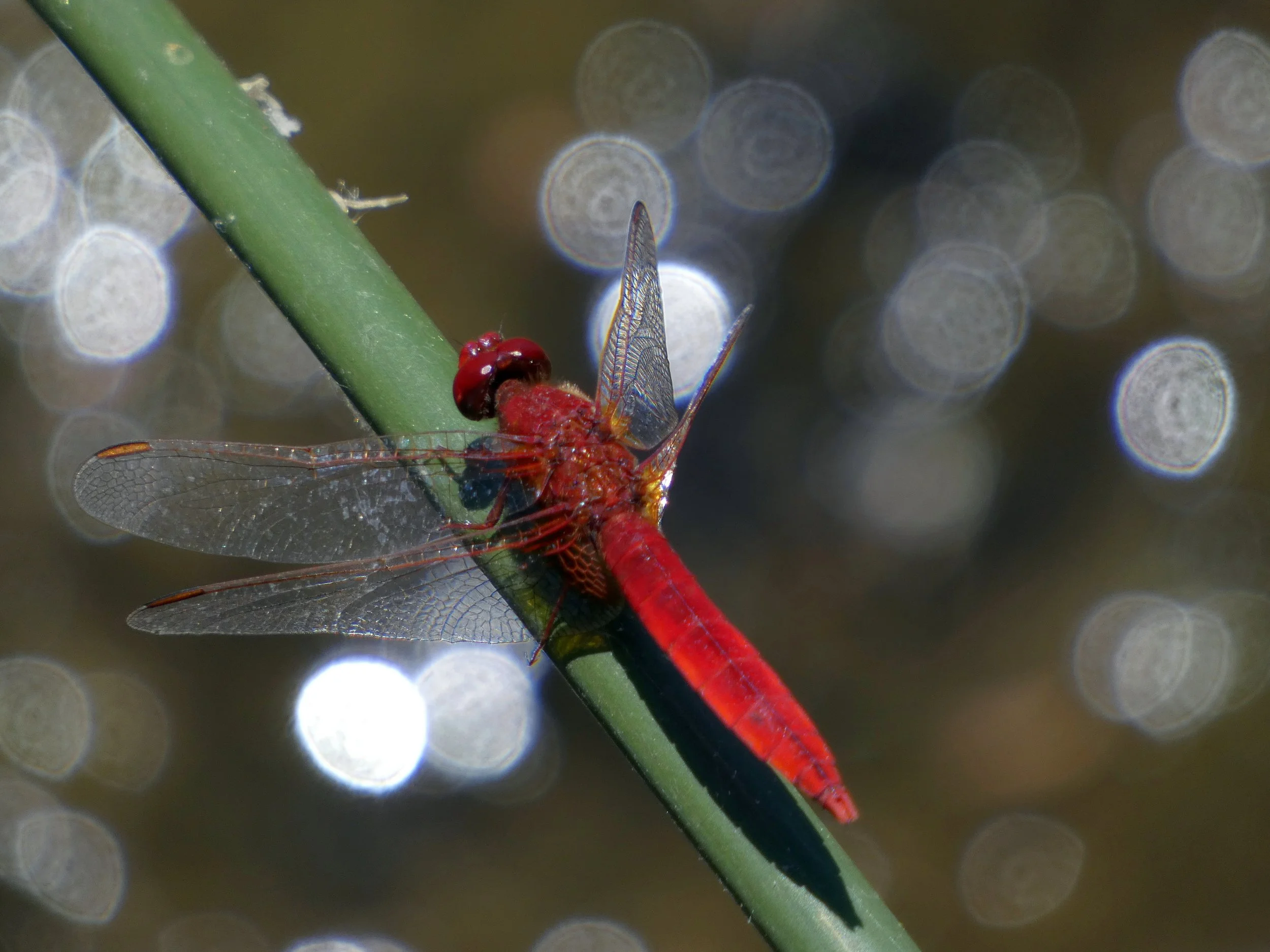 Libellula rossa_Riserva Naturale di Colfiorito.JPG