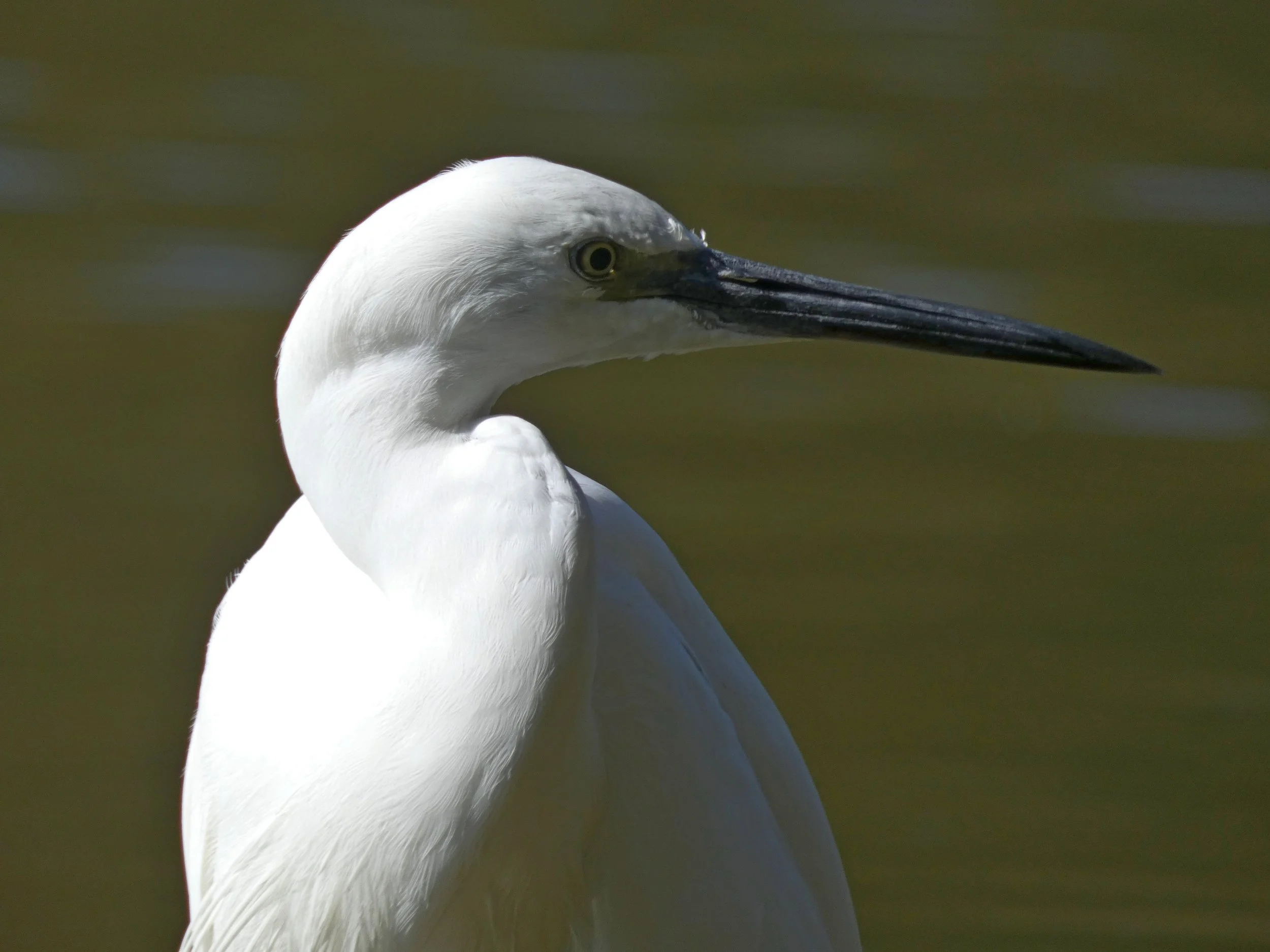 Airone Bianco_Riserva Naturale di Alviano.JPG