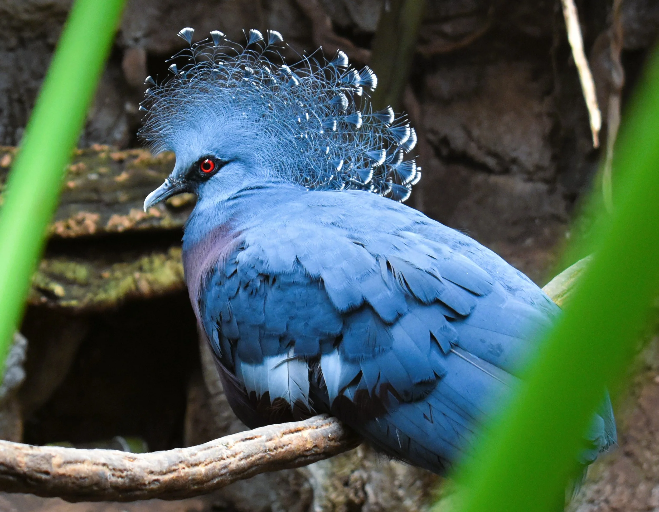 uccello azzurro 3.JPG