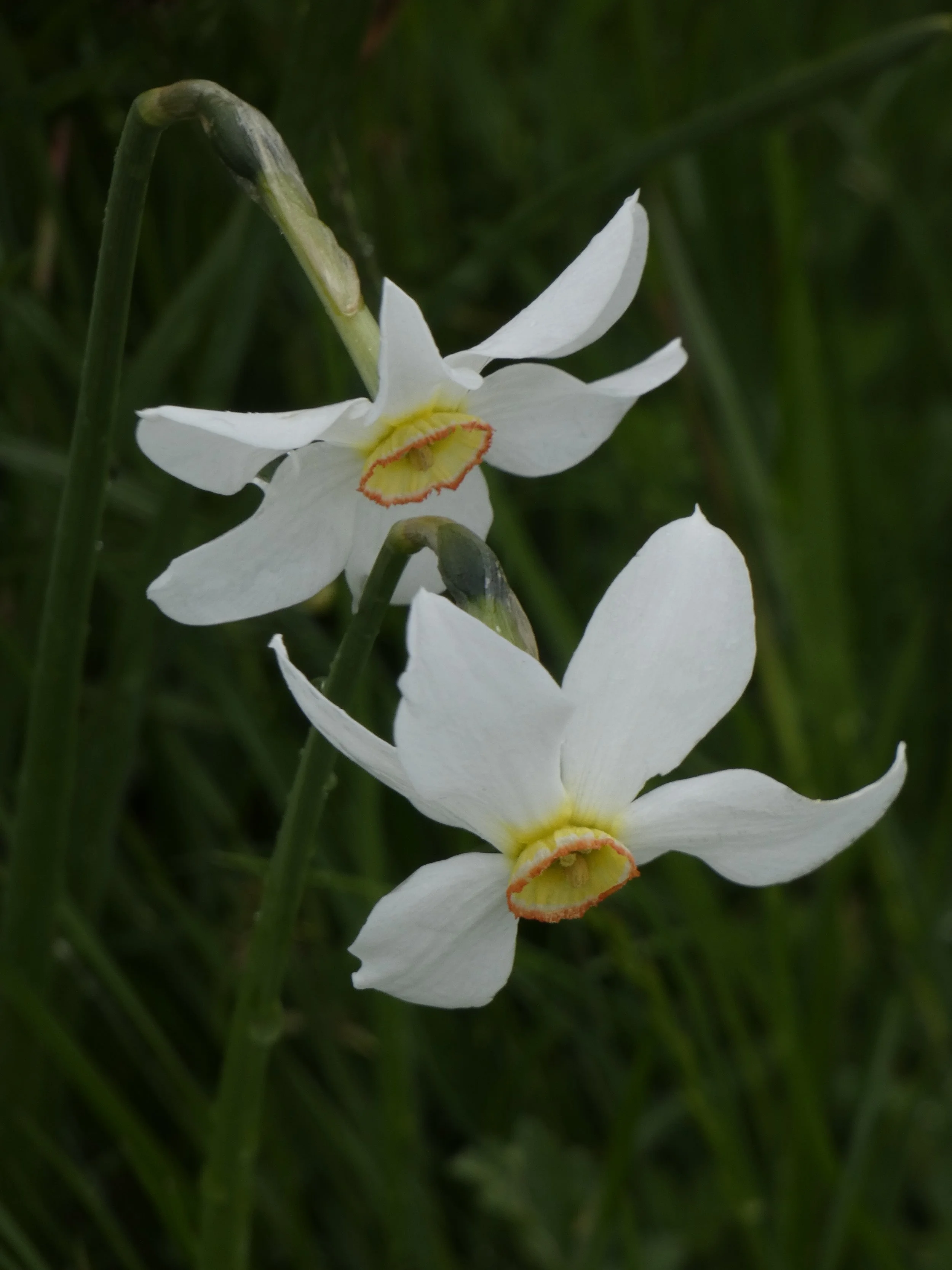 Narciso_San Vicino.JPG