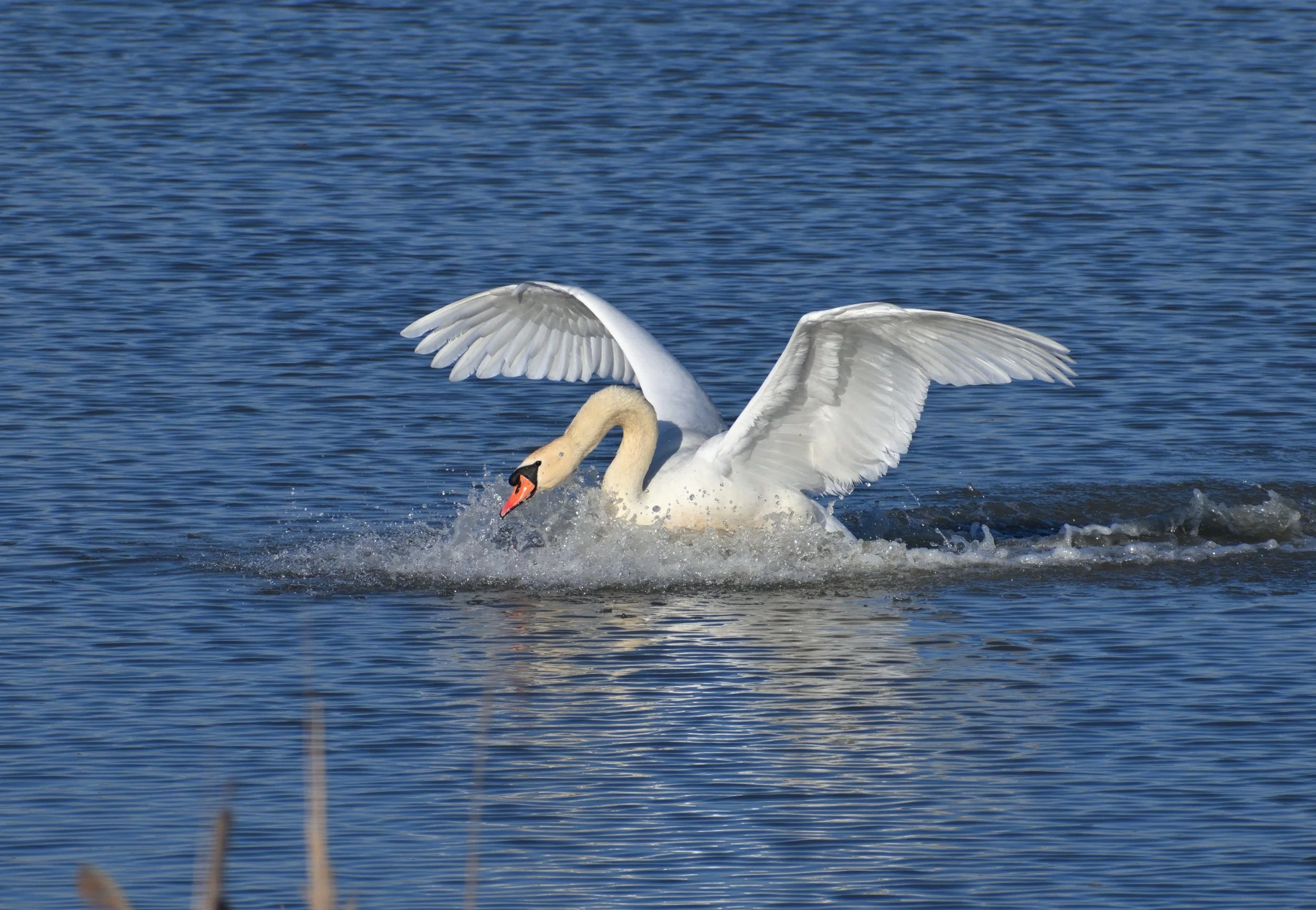 Cigno al lago Trasimeno.jpeg