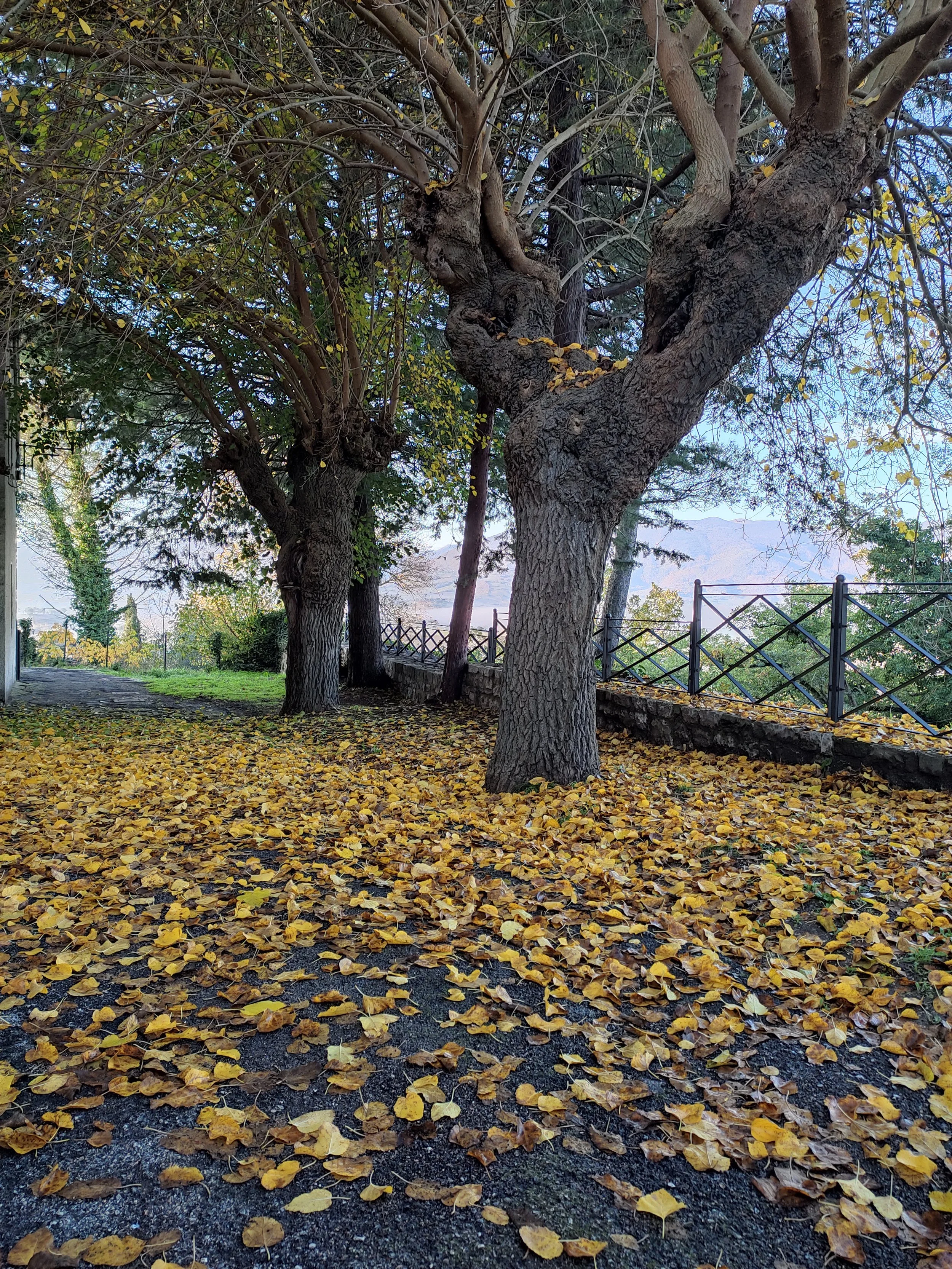 Tappeto d'autunno.jpg