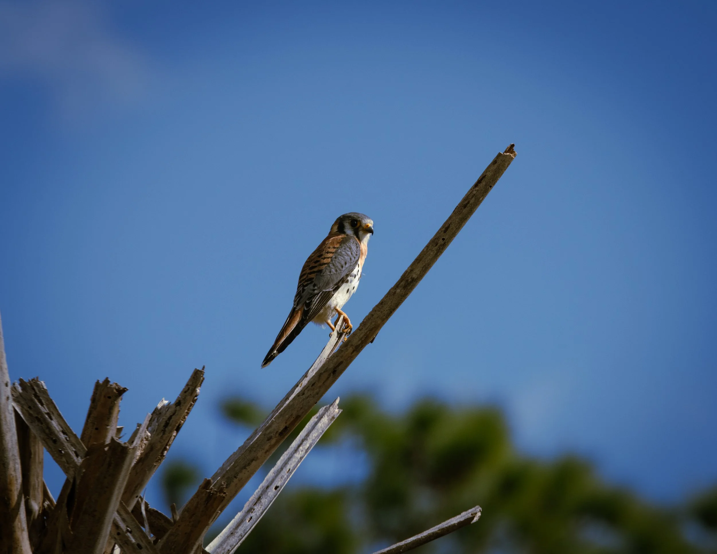 American Kestrel