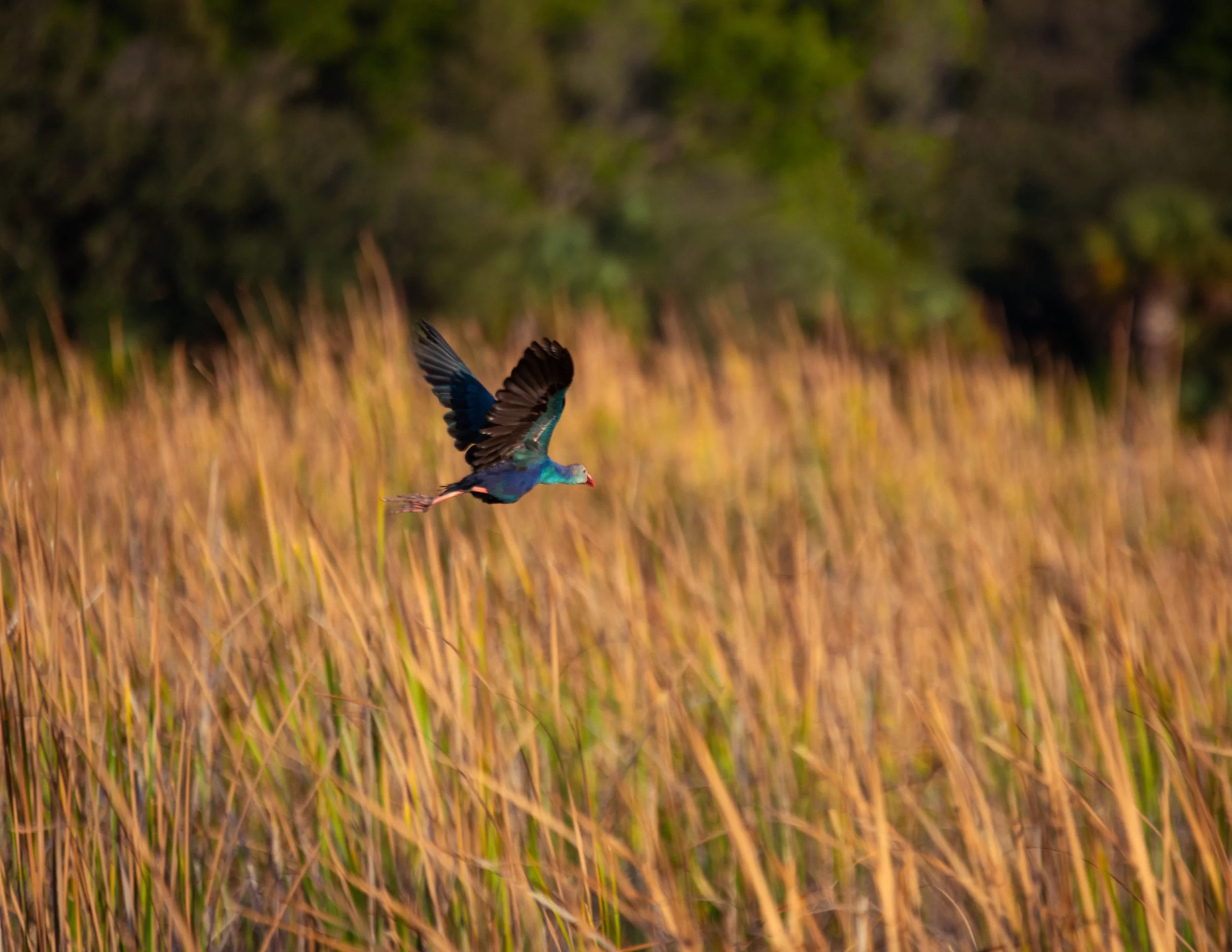 Grey-Headed Swamphen