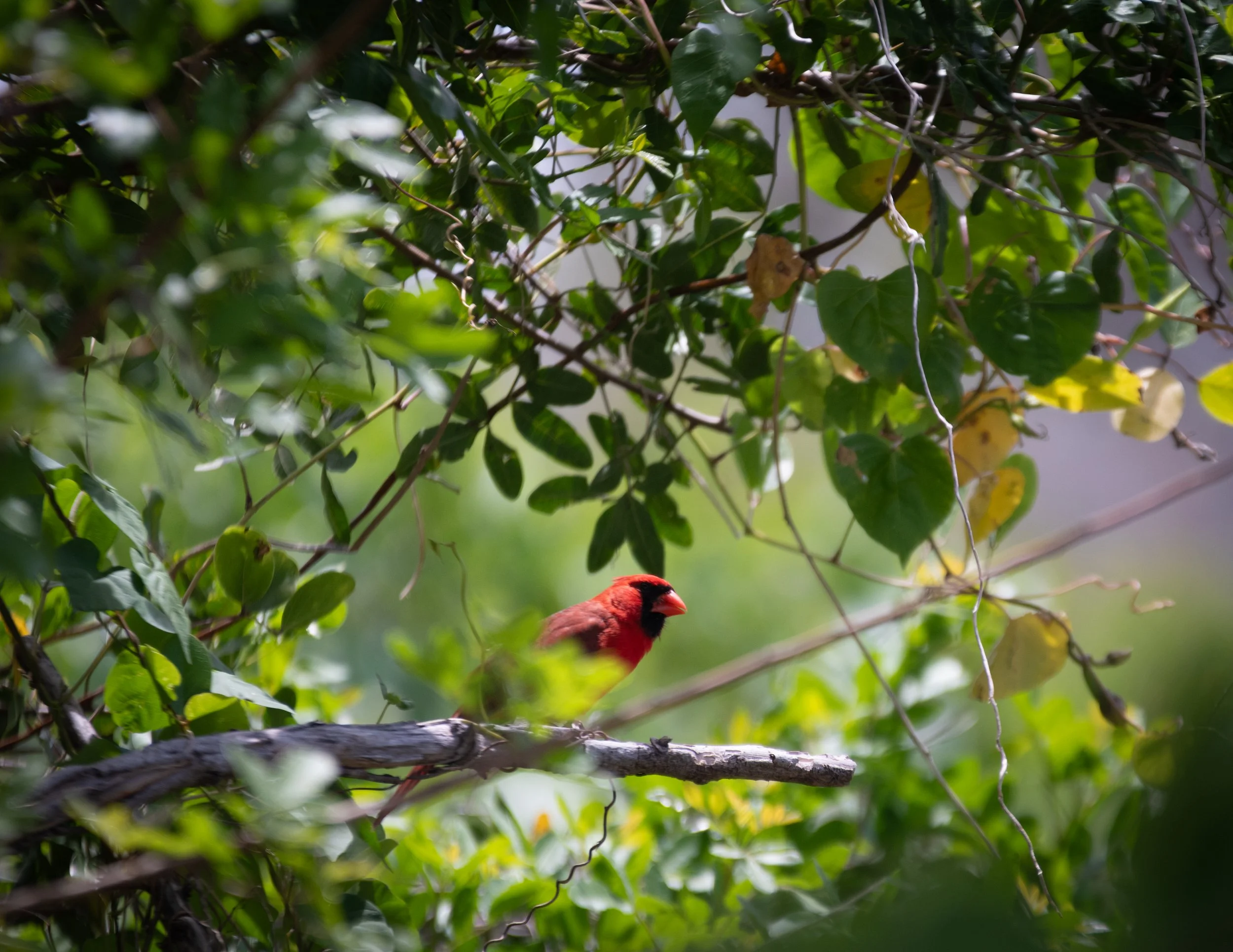 Northern Cardinal