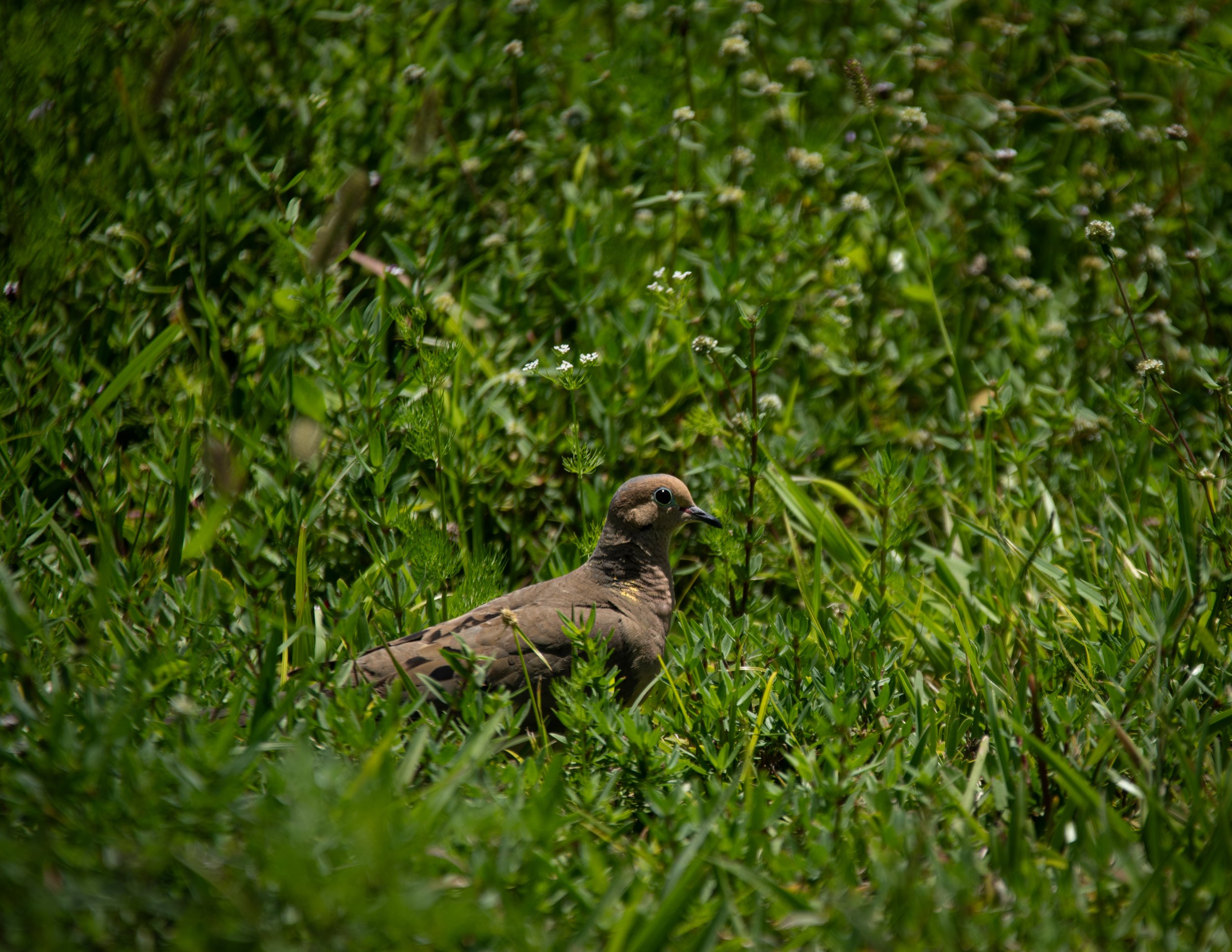 Mourning Dove