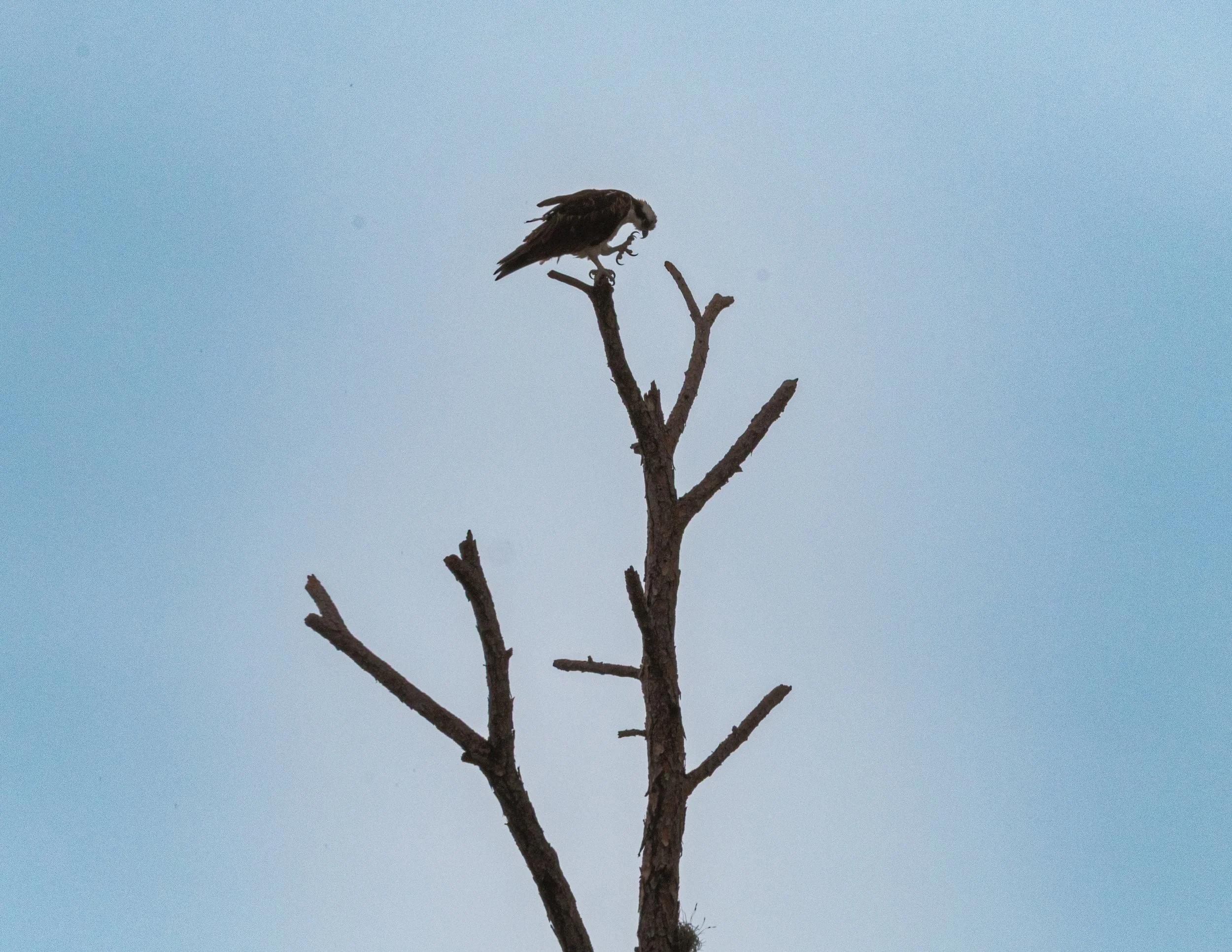 Osprey