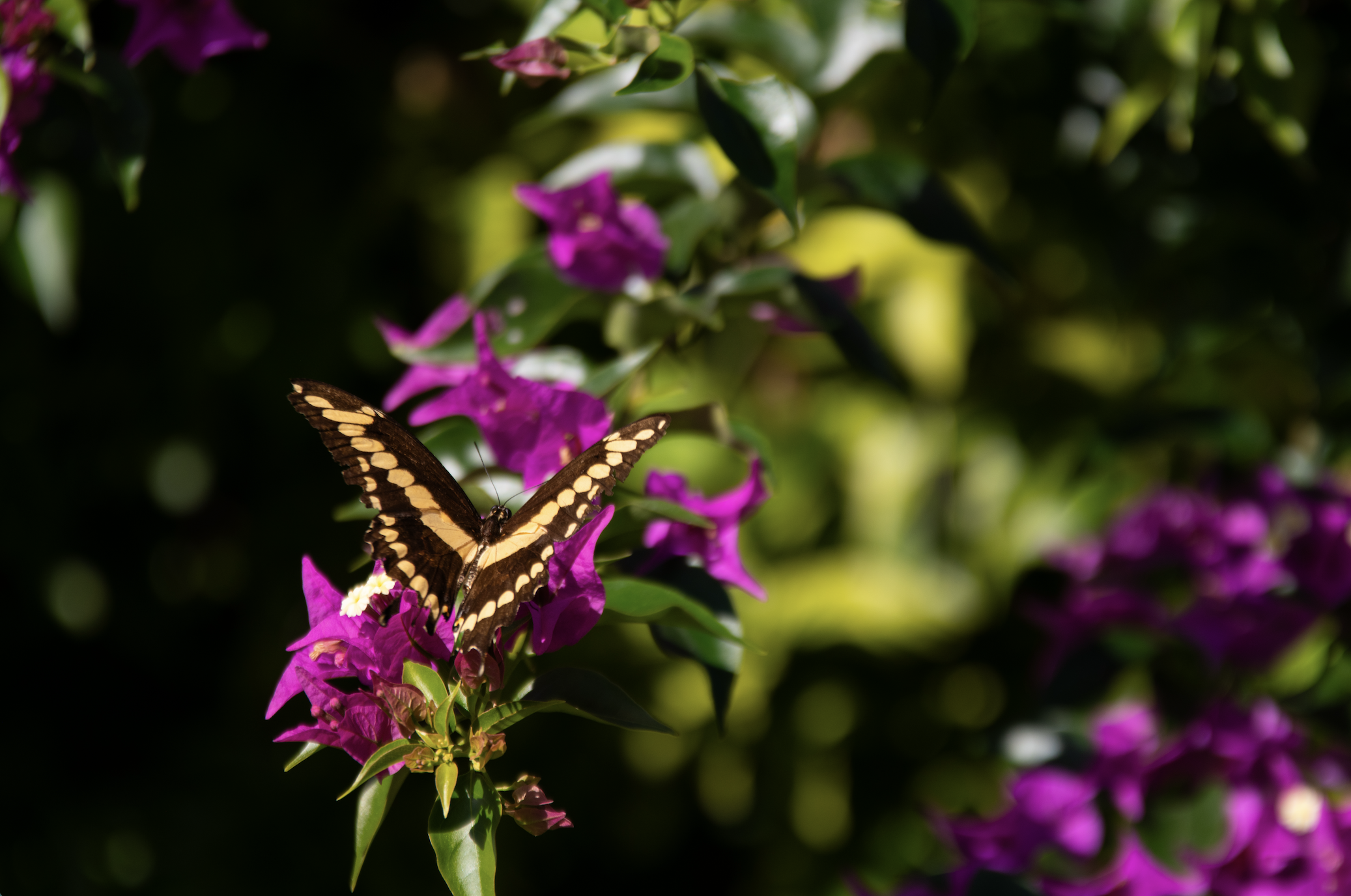 Giant Swallowtail