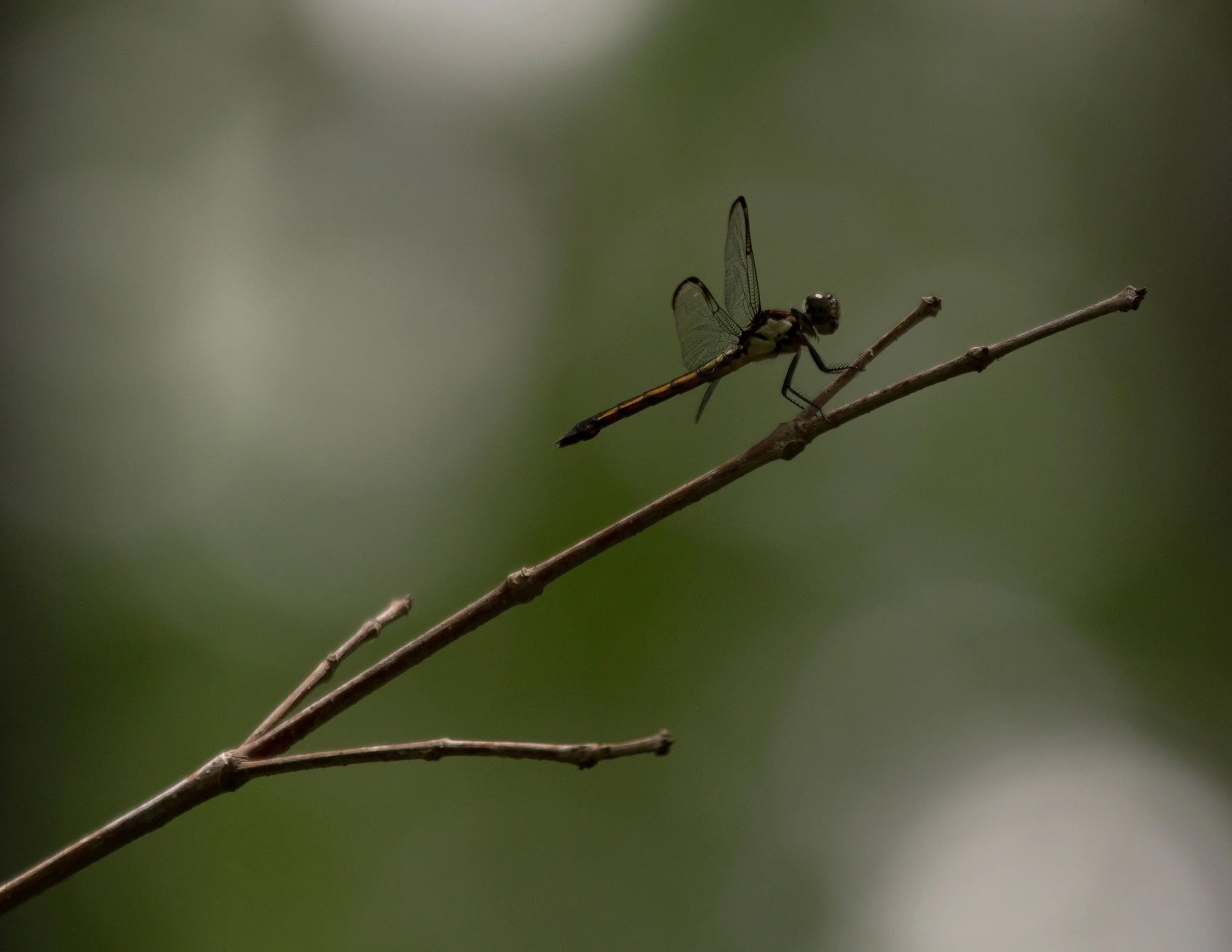 Florida’s Micro Wild