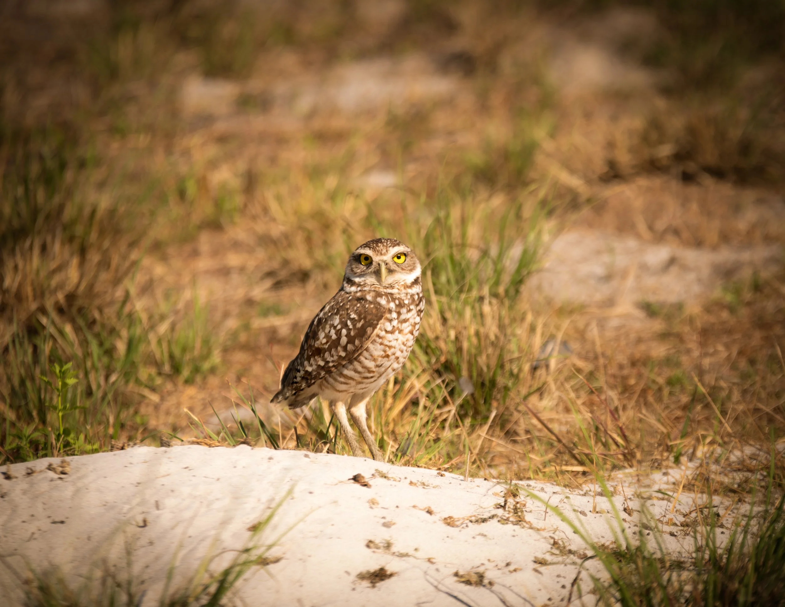  The burrowing owl is a tiny, long-legged bird that skips the trees to live underground, usually moving into burrows left behind by prairie dogs or ground squirrels. They're total daytime creatures, often seen hanging out right near their front doors