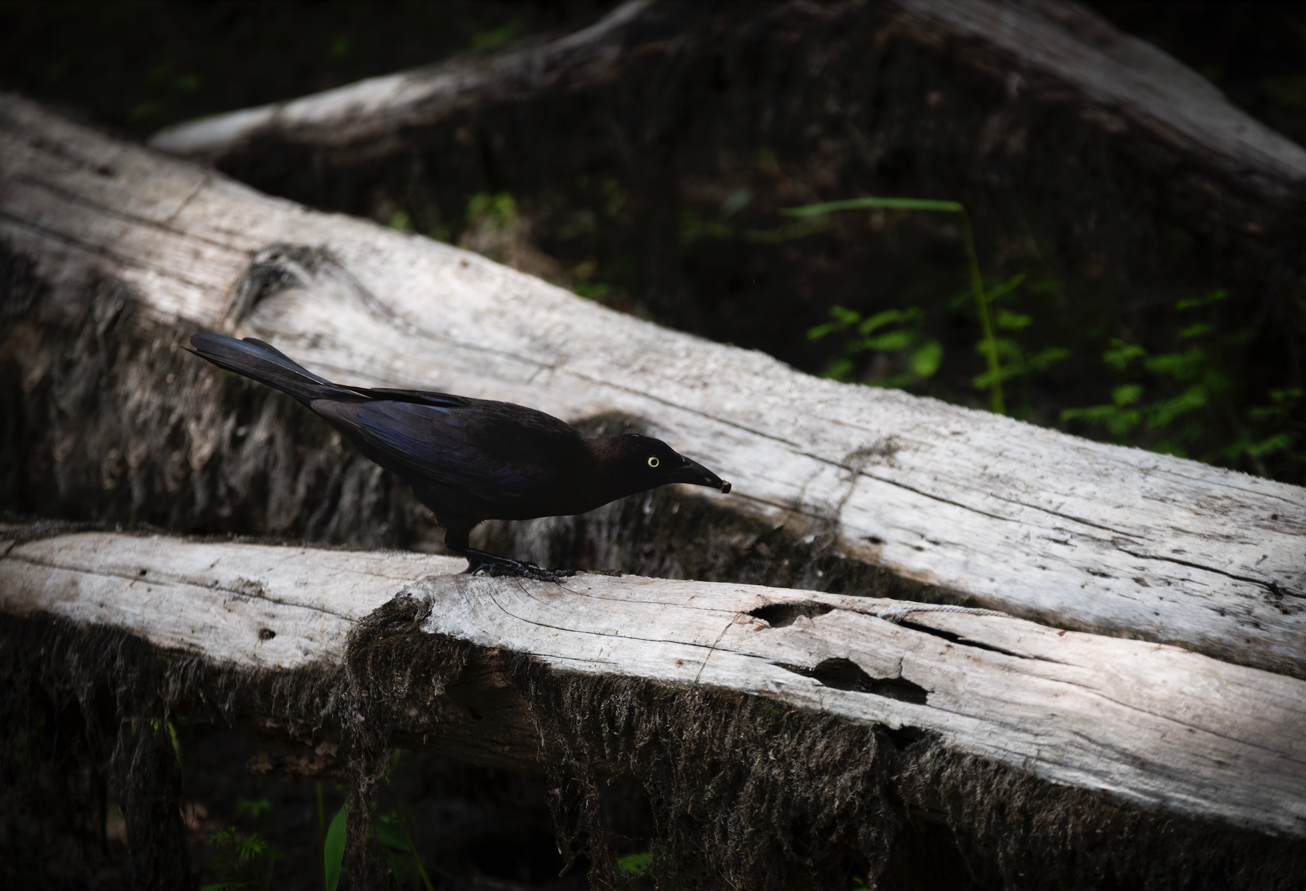 Screenshot 2025-08-28 at 6.26.14 PM.png