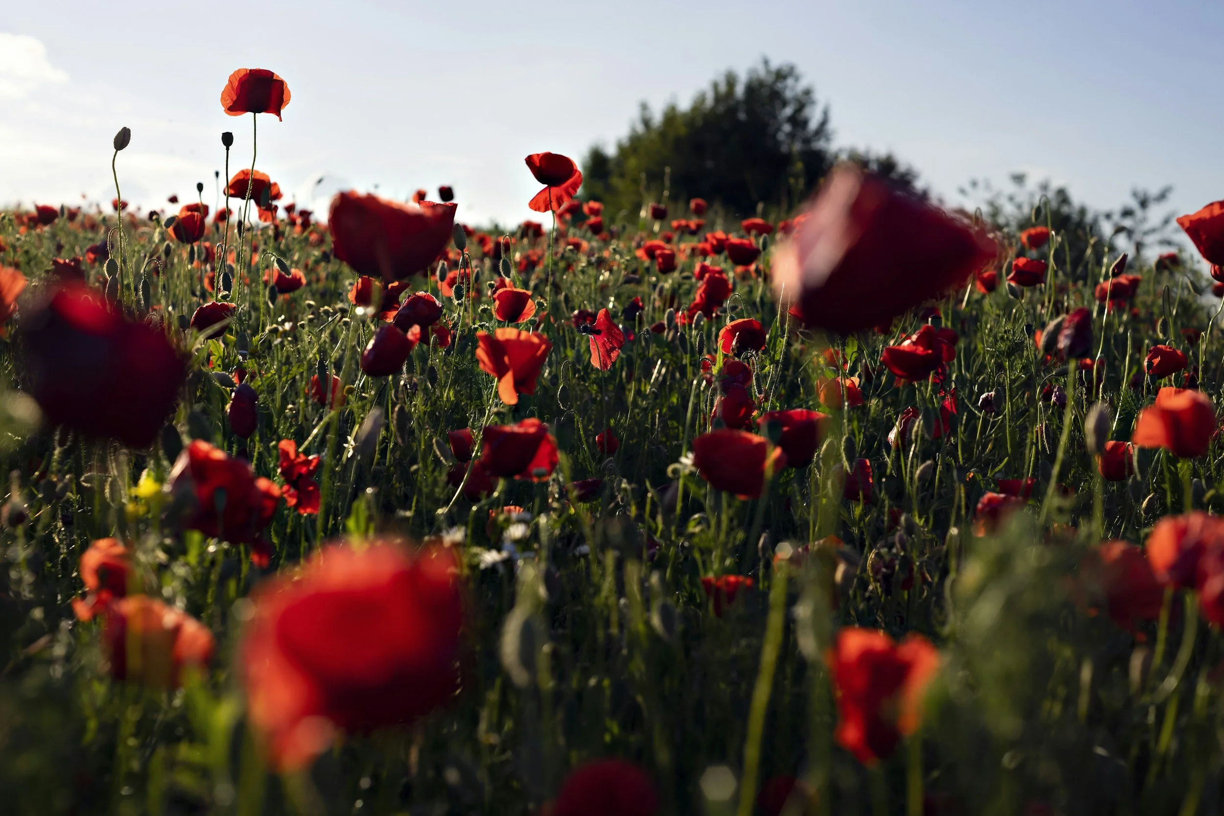 A field of red poppies with green stems under a blue sky and some clouds.