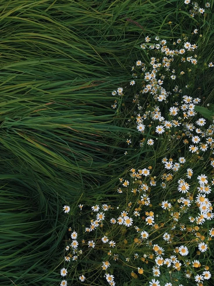 Wild daisies growing among tall green grass.