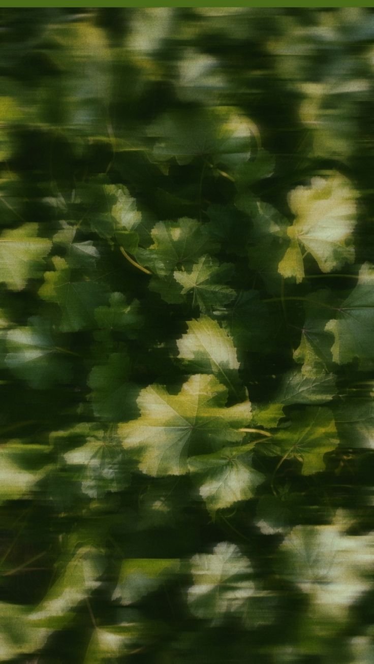 Close-up of green maple leaves with sunlight filtering through them, creating a blurred, dreamy effect.