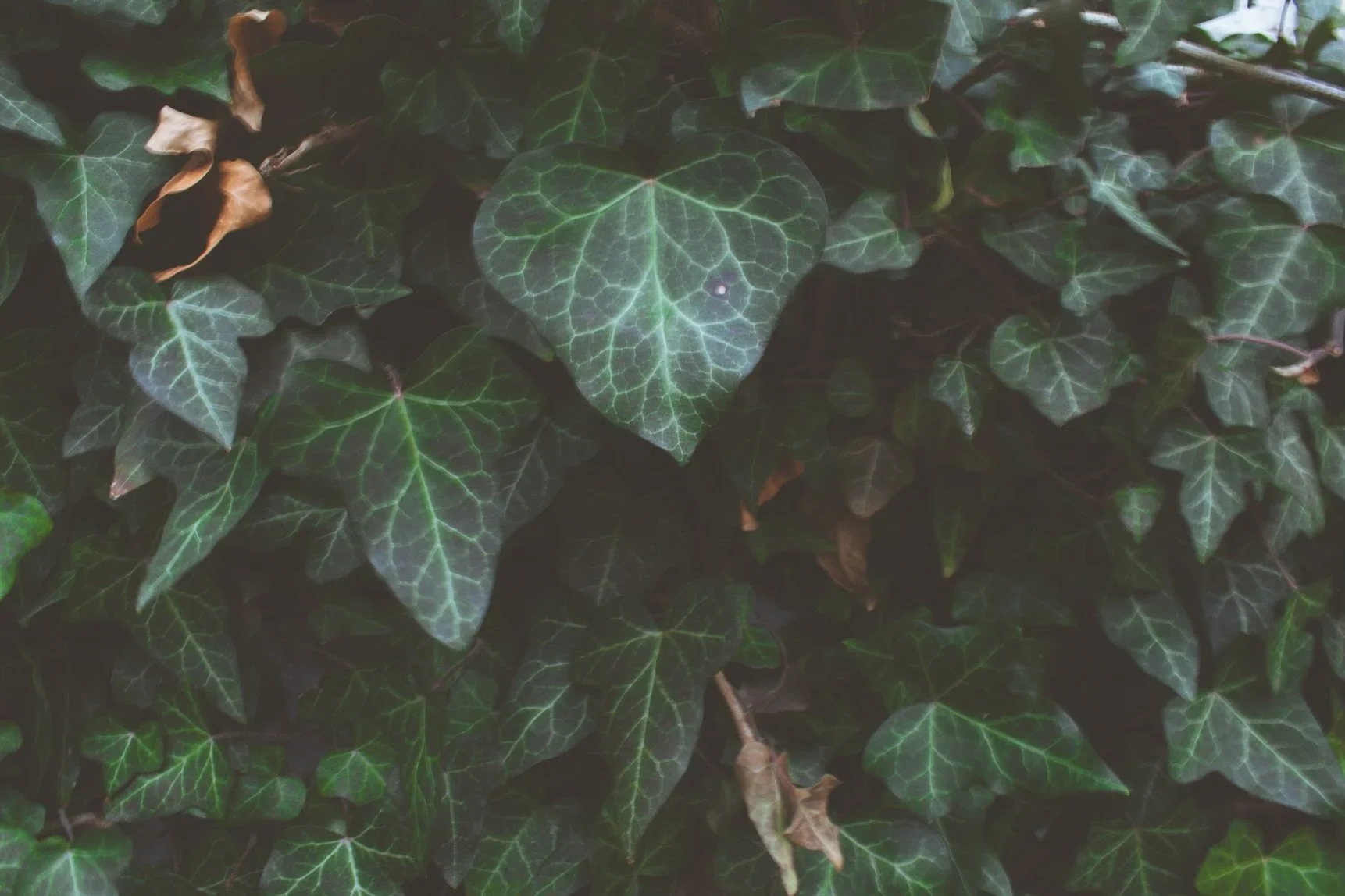 Close-up of green ivy leaves with a prominent leaf in the center showing veins and some dried brown leaves among the green foliage.