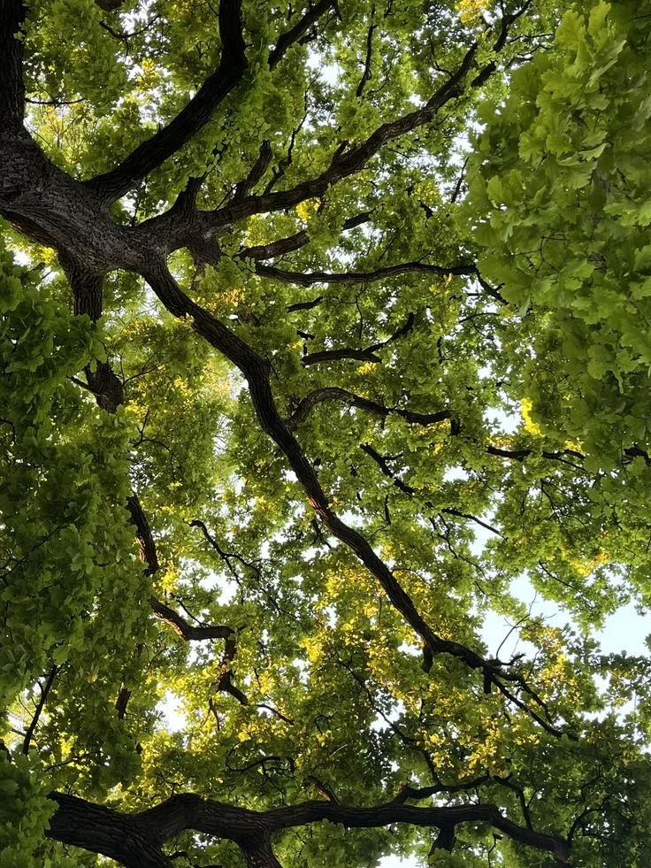 Looking up at a large tree with thick, dark branches and lush green leaves in a bright daylight setting.