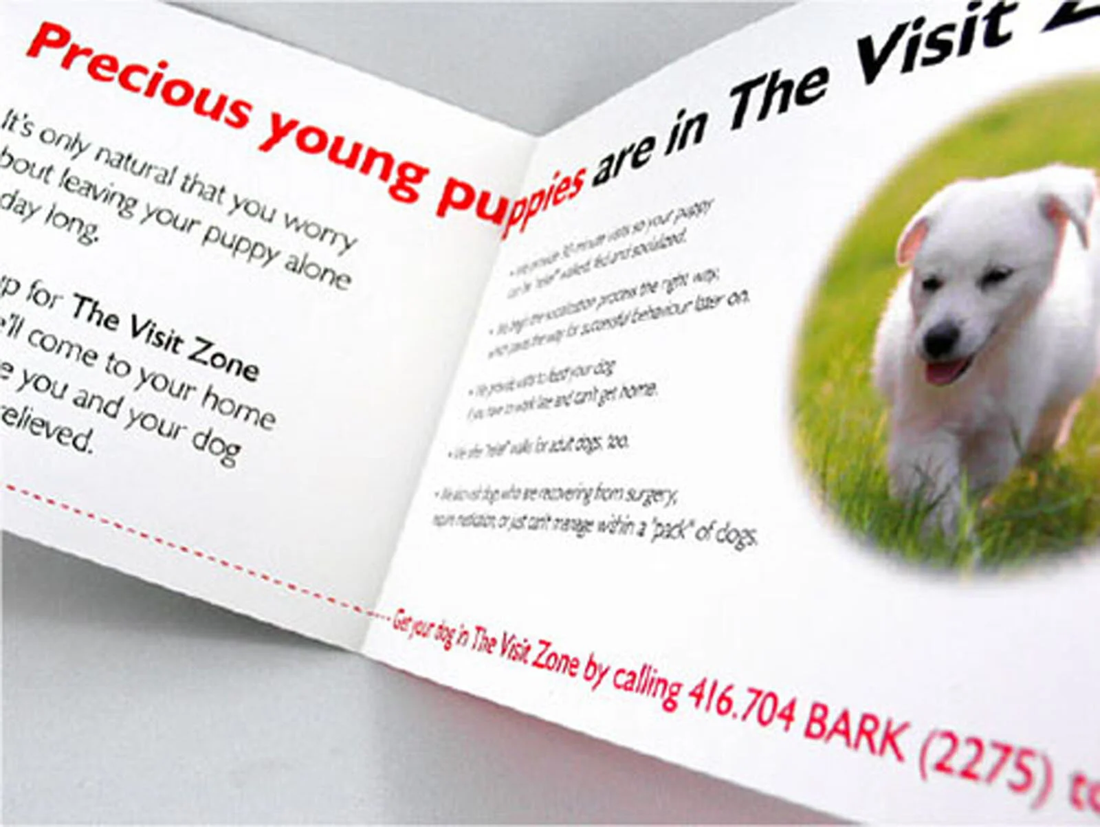 BarkZ-identity_07.jpg
