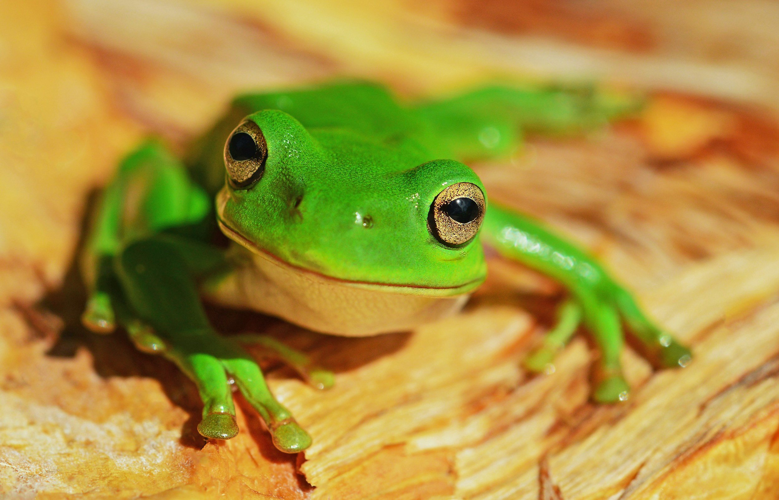 Frog Feeding