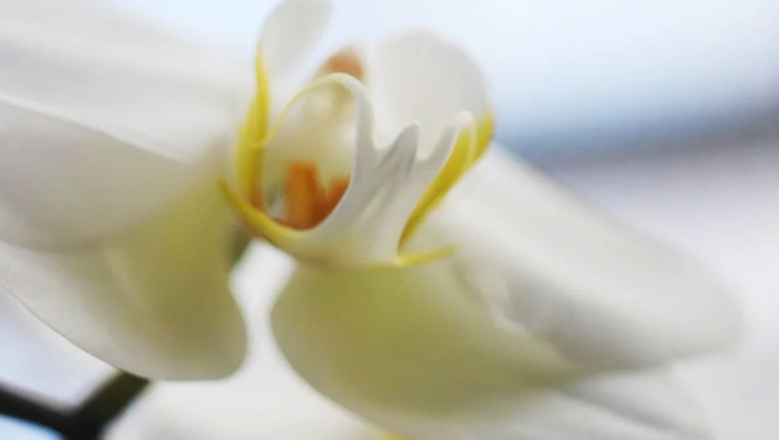 The Gently Used Plant Sale