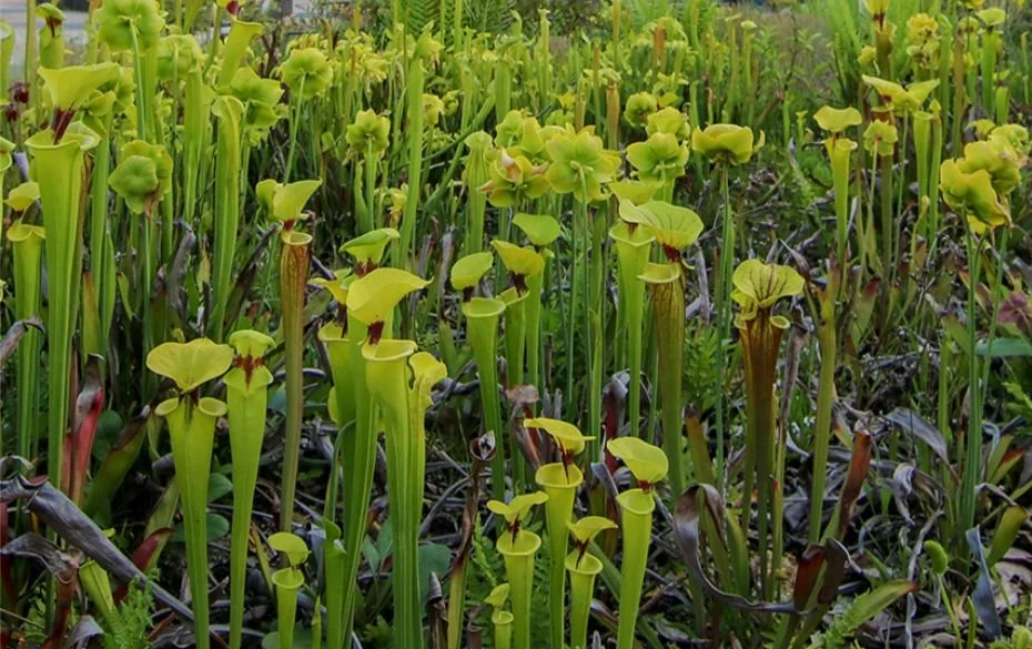 Build Your Own Bog Bowl