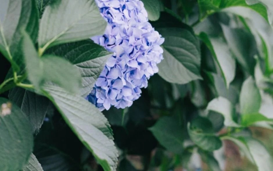 Hydrangea Primer and Guided Walk