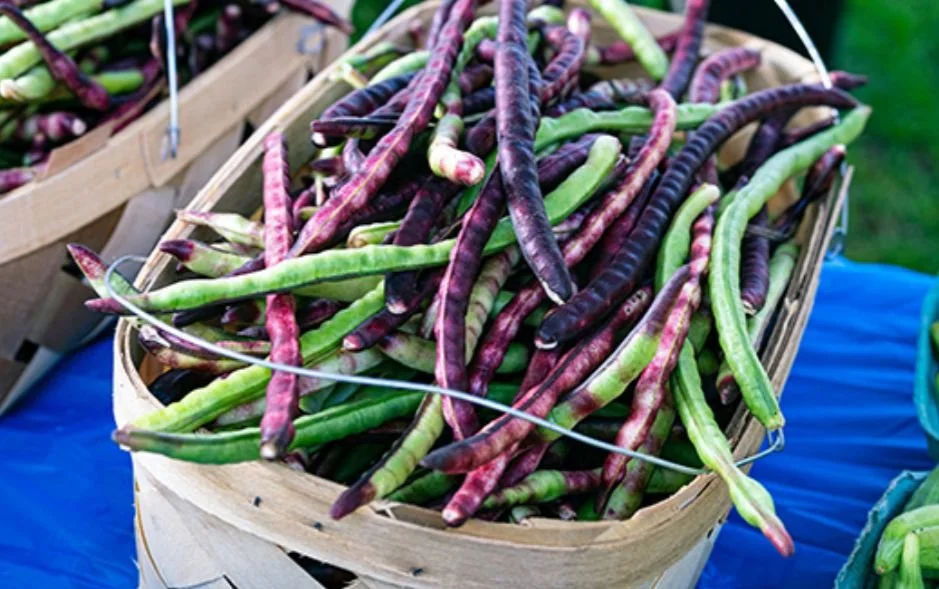 New South Chef Collective: A Garden Dinner Series