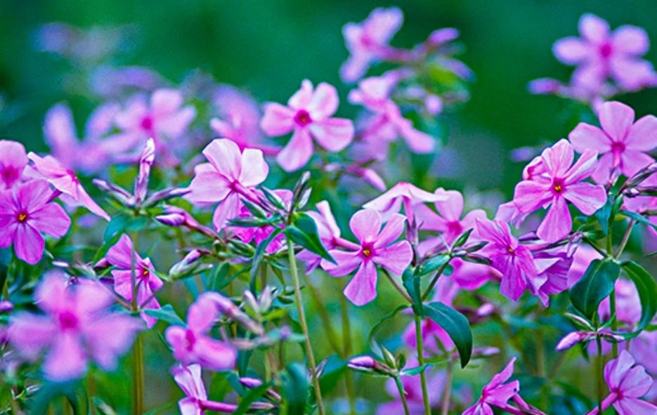 Intro to Designing with Native Plants