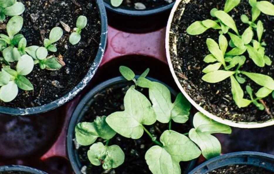 Container Gardening
