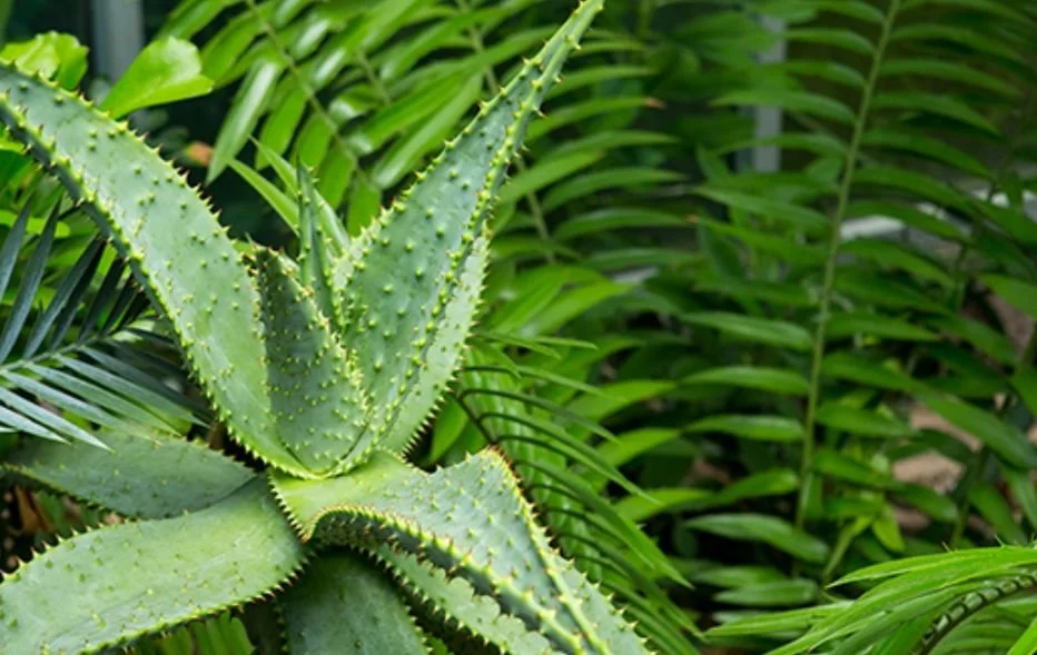Light Bites &amp; Garden Insights 
