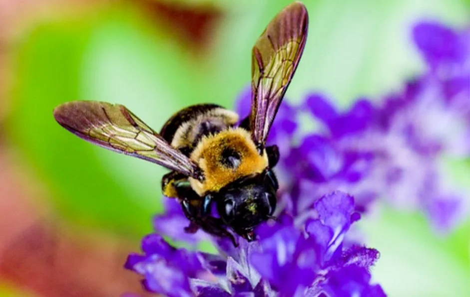 Pollinator Party