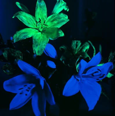 phosphors_02.jpg