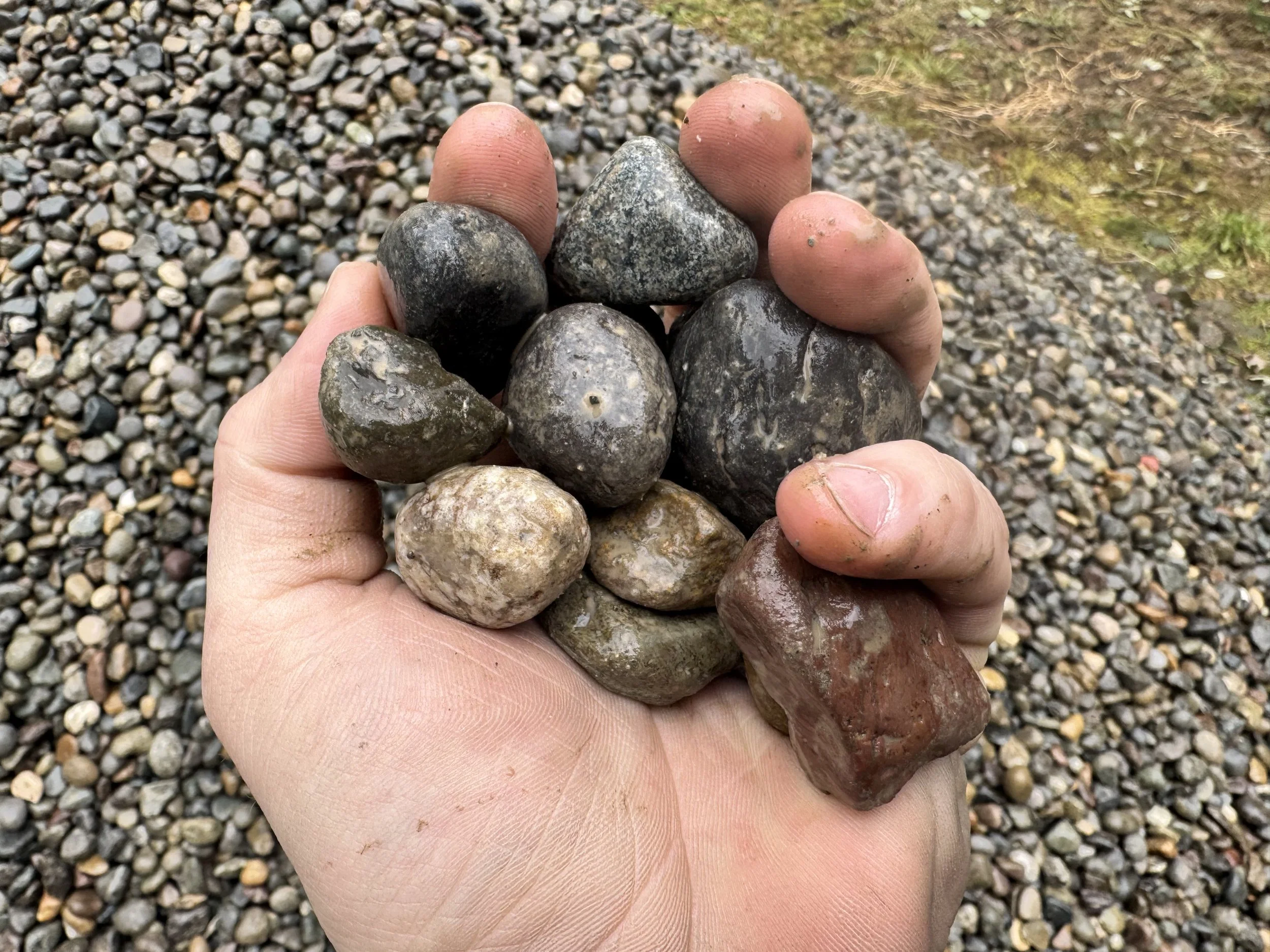 Hand holding a collection of wet, rounded rocks of various colors and sizes, with a background of small loose stones and some grass.