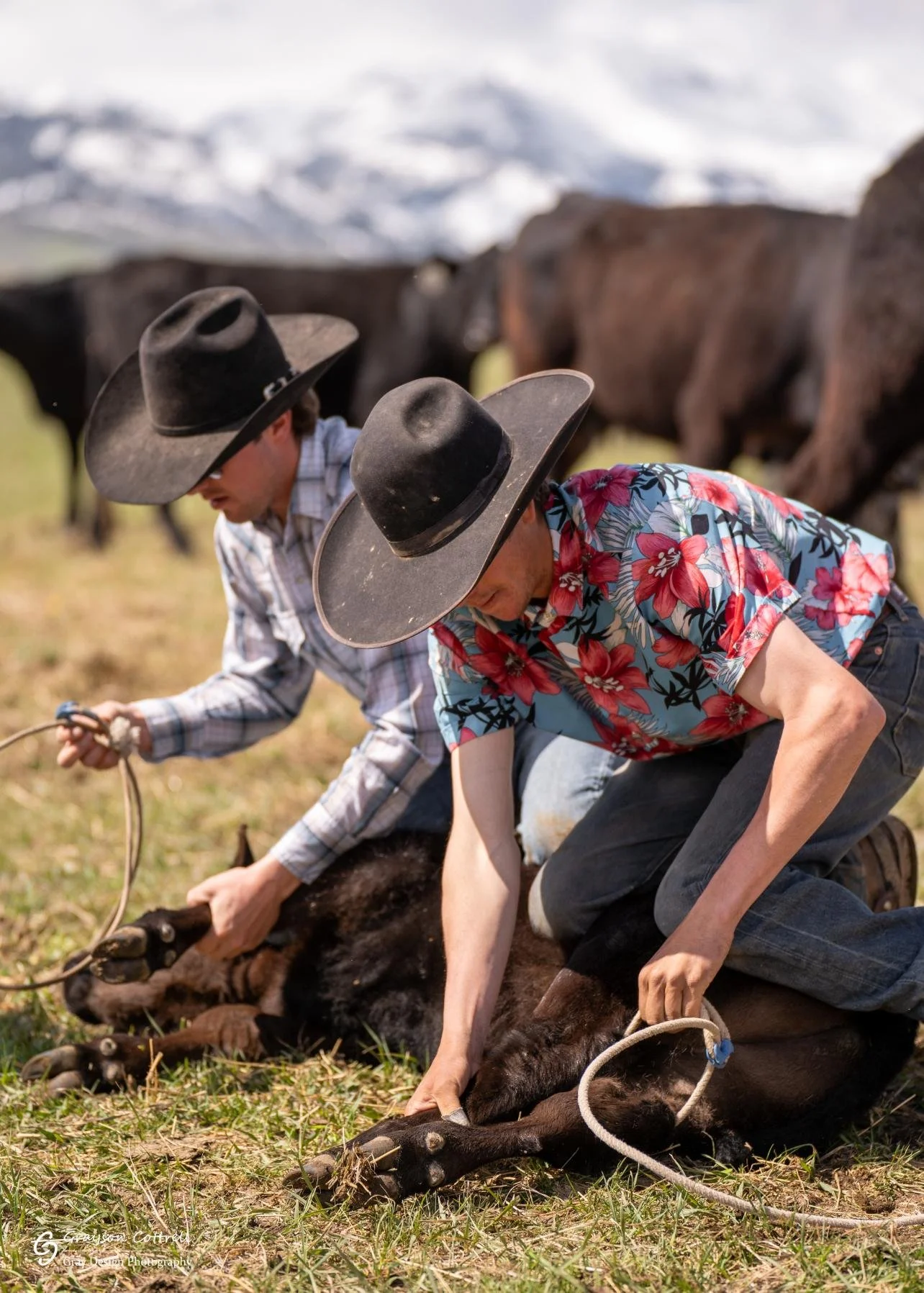 Two men wearing black cowboy hats holding down a cow while one ties its feet during a ranch action photoshoot at Pitchfork Ranch, Wyoming.