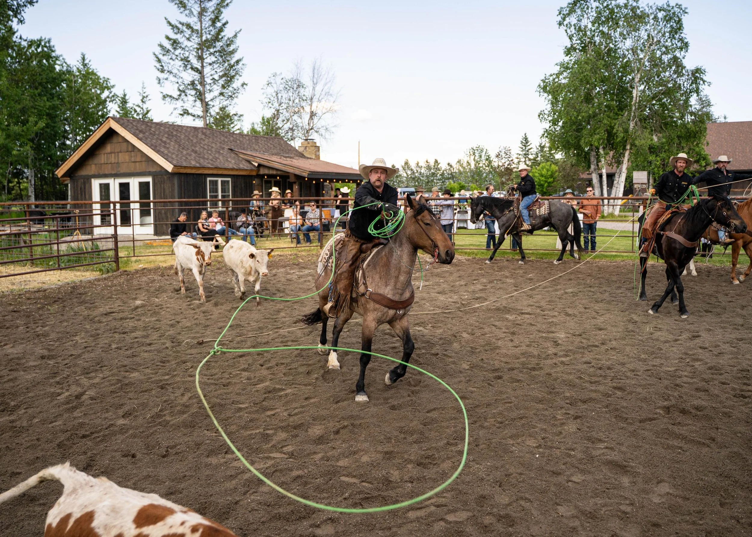 Front view of a cowboy on a roan horse swinging a rope at a cow during a branding at Montana Longhorn Ranch, captured during a ranch action photoshoot