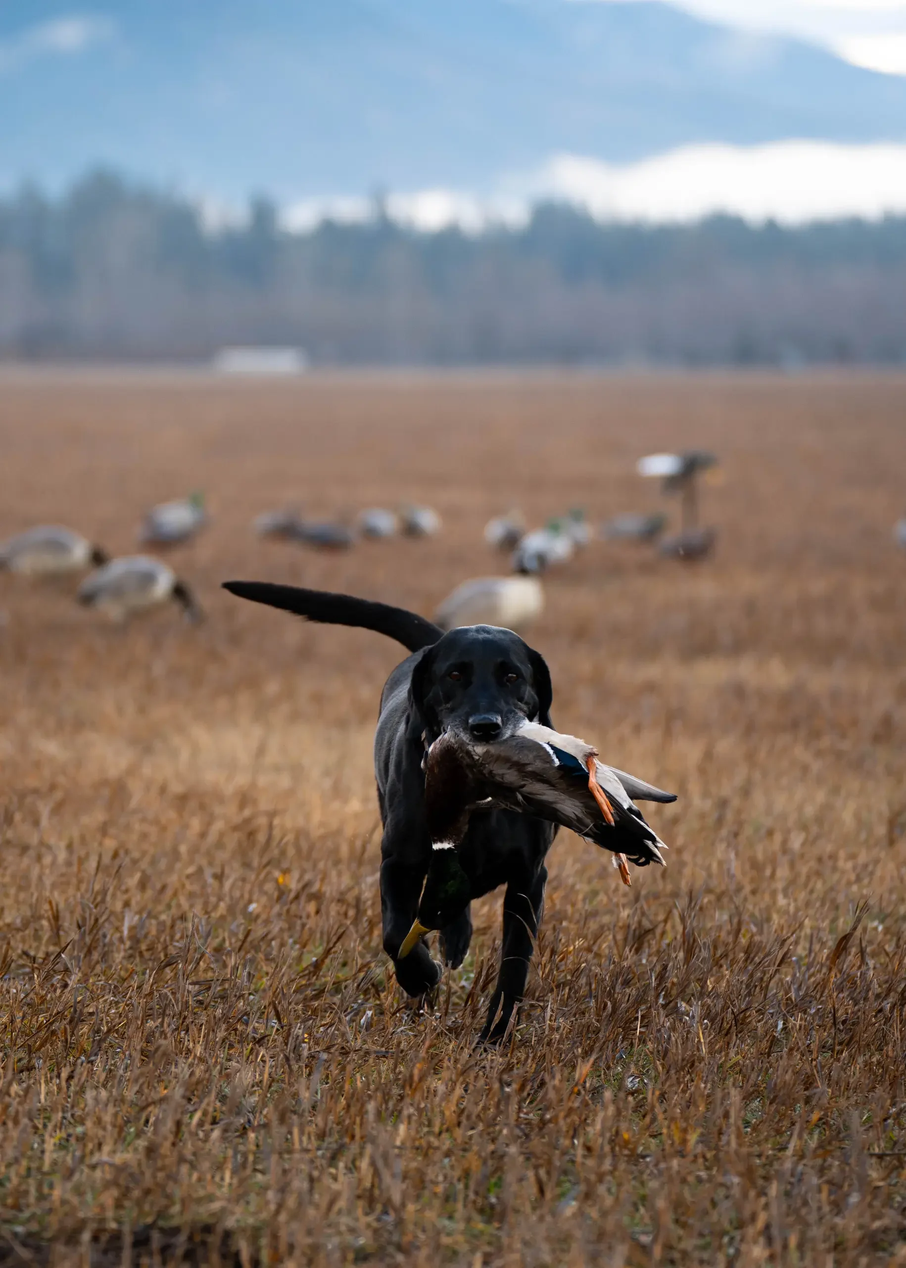 Montana-Duck-Hunting-Gurden-Outdoor-Grayson-Buckner-Media (29).webp