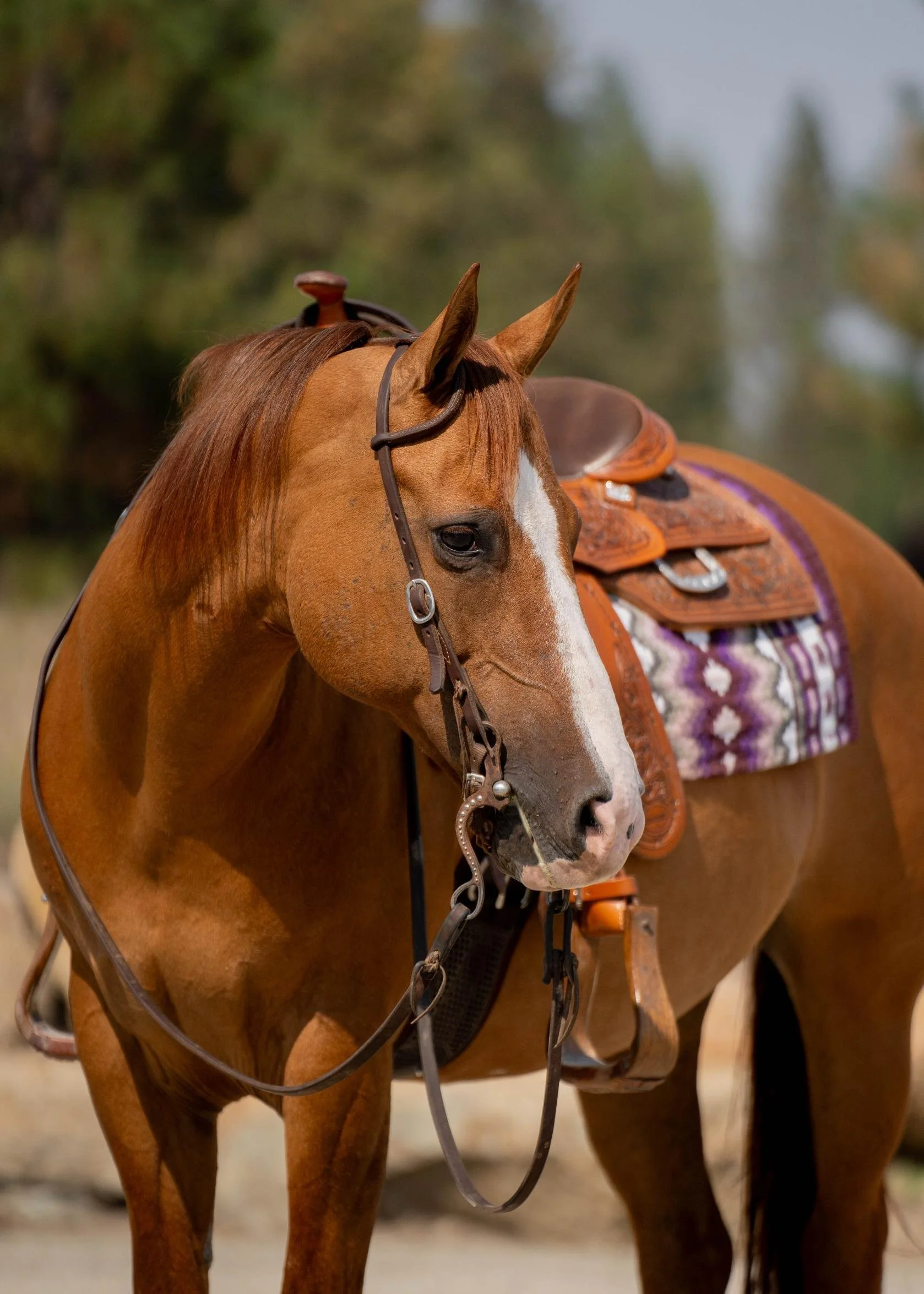 “Front-side view of a chestnut horse with a wide blaze, wearing Western tack during an equine sale photoshoot at Rockin’ WW Ranch in Kalispell, Montana.