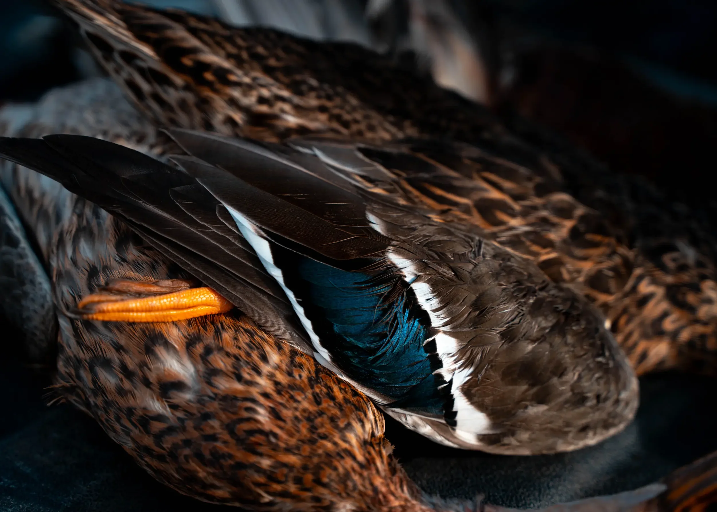 Montana-Duck-Hunting-Gurden-Outdoor-Grayson-Buckner-Media (14).webp