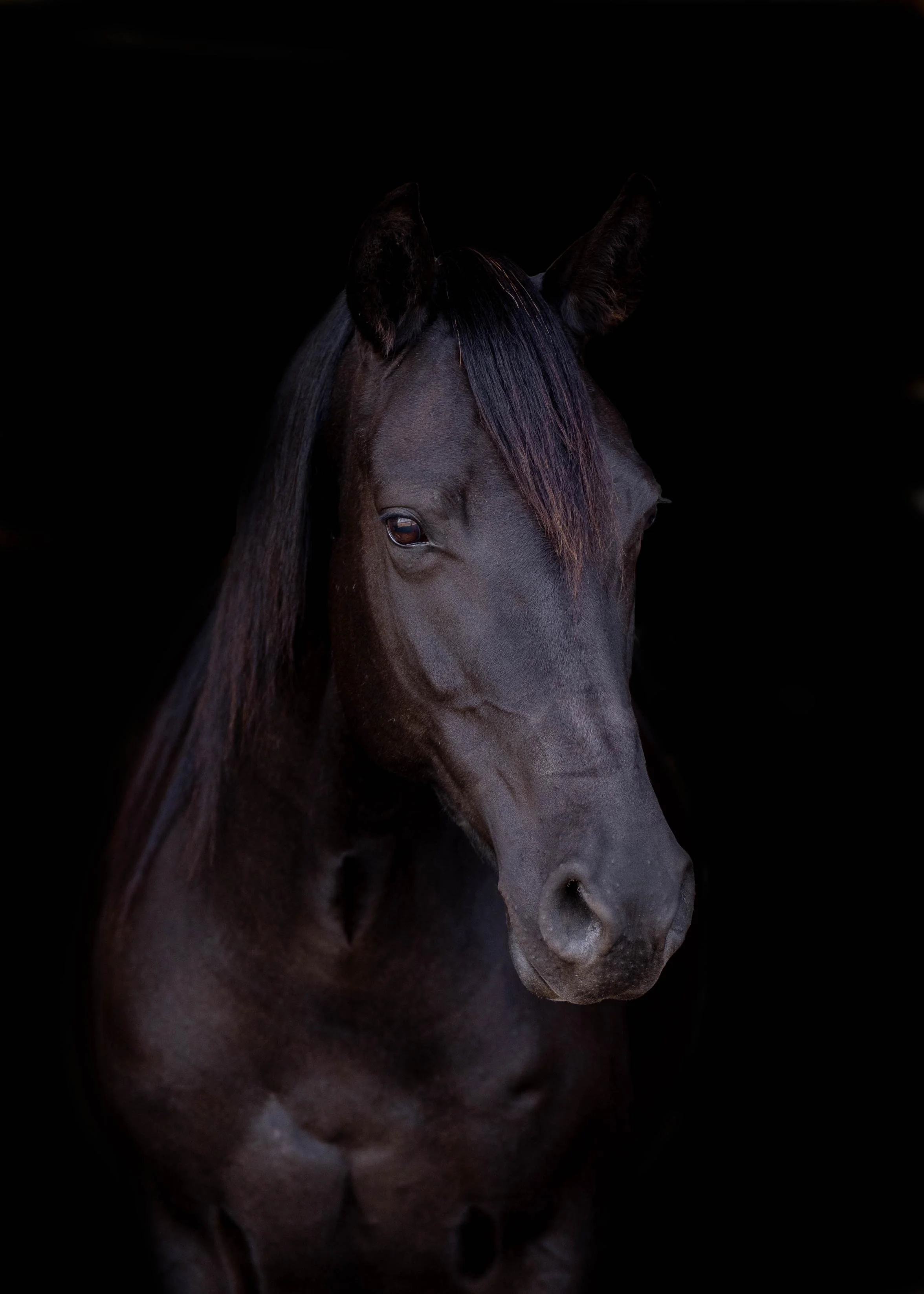 Front profile of a black horse against a black background during an equine sale photoshoot at Rockin’ WW Ranch in Kalispell, Montana