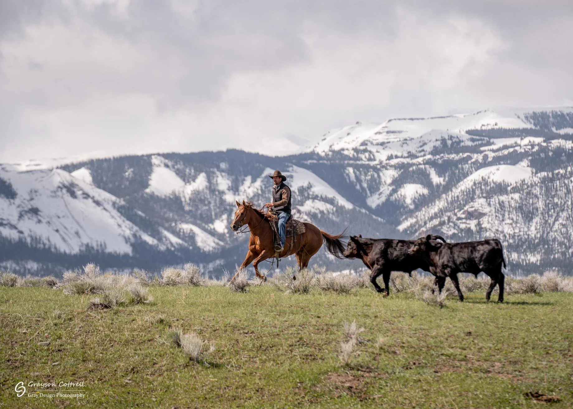 “Man wearing a cowboy hat riding a chestnut horse, cutting off cattle in a pasture at the base of snow-covered peaks during a ranch action photoshoot at Pitchfork Ranch, Wyoming