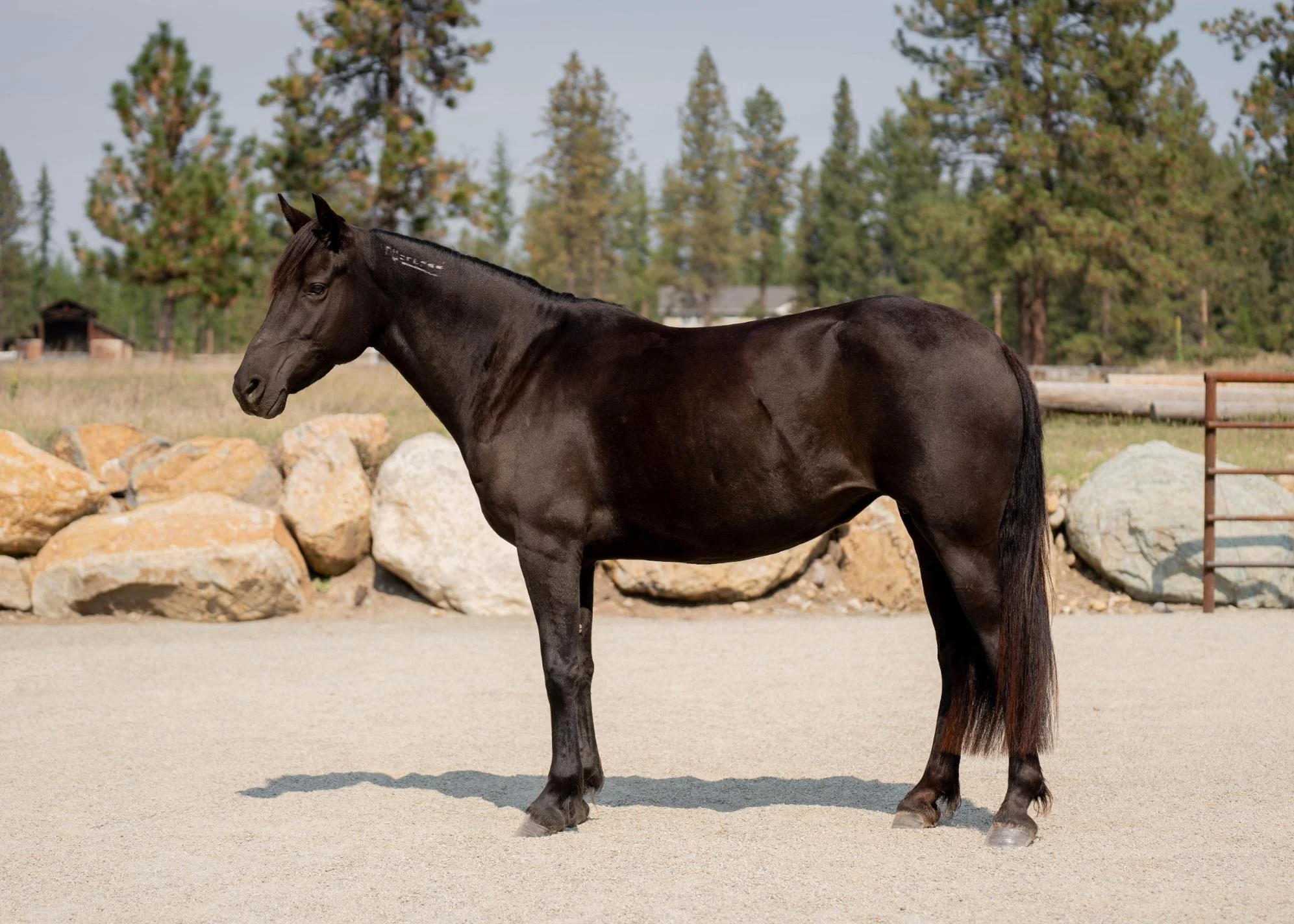 Side profile of a black horse during an equine sale photoshoot at Rockin’ WW Ranch in Kalispell, Montana