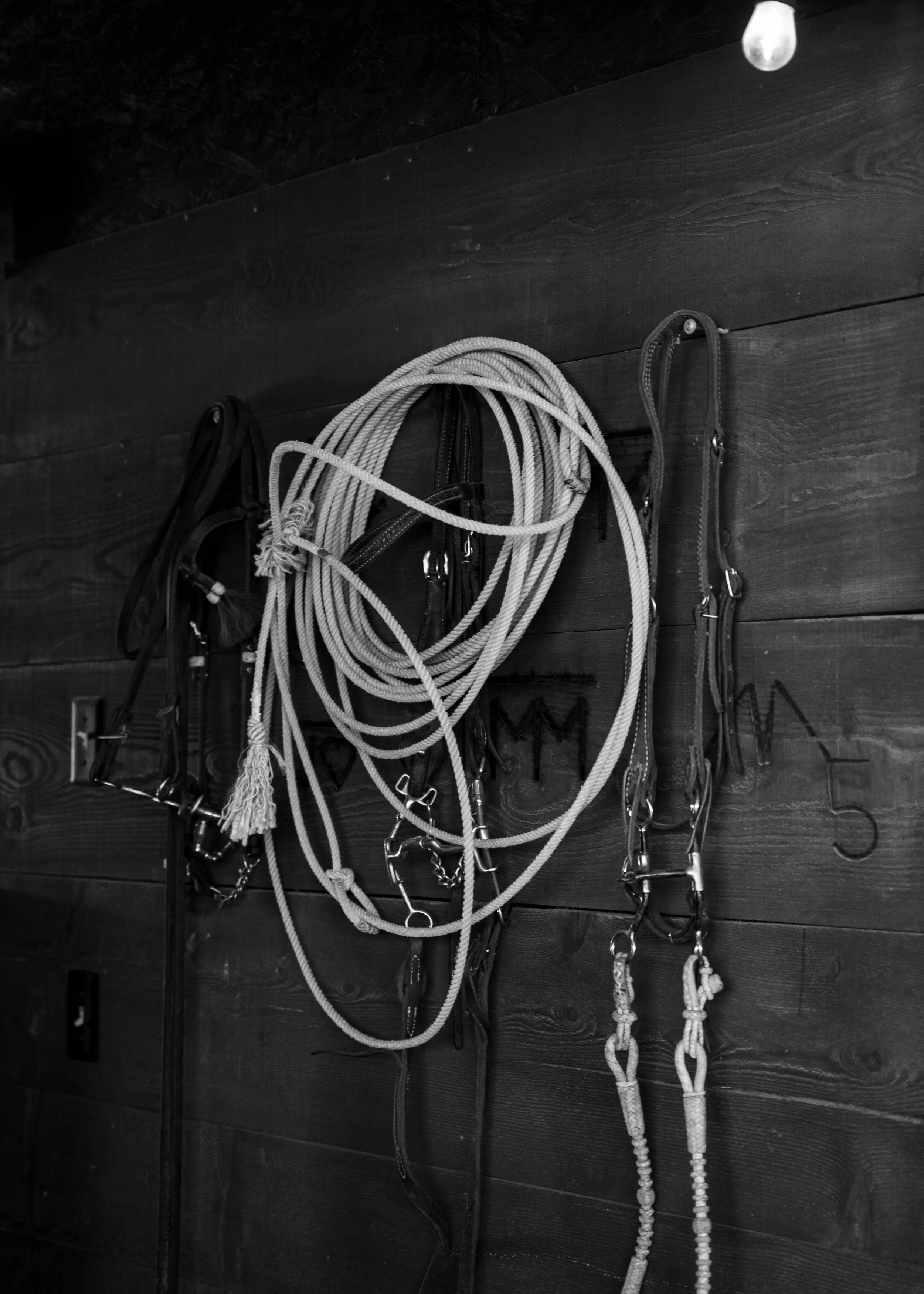 Rope hanging on a wall between two horse bridles at Montana Longhorn Ranch, captured during a ranch lifestyle photoshoot